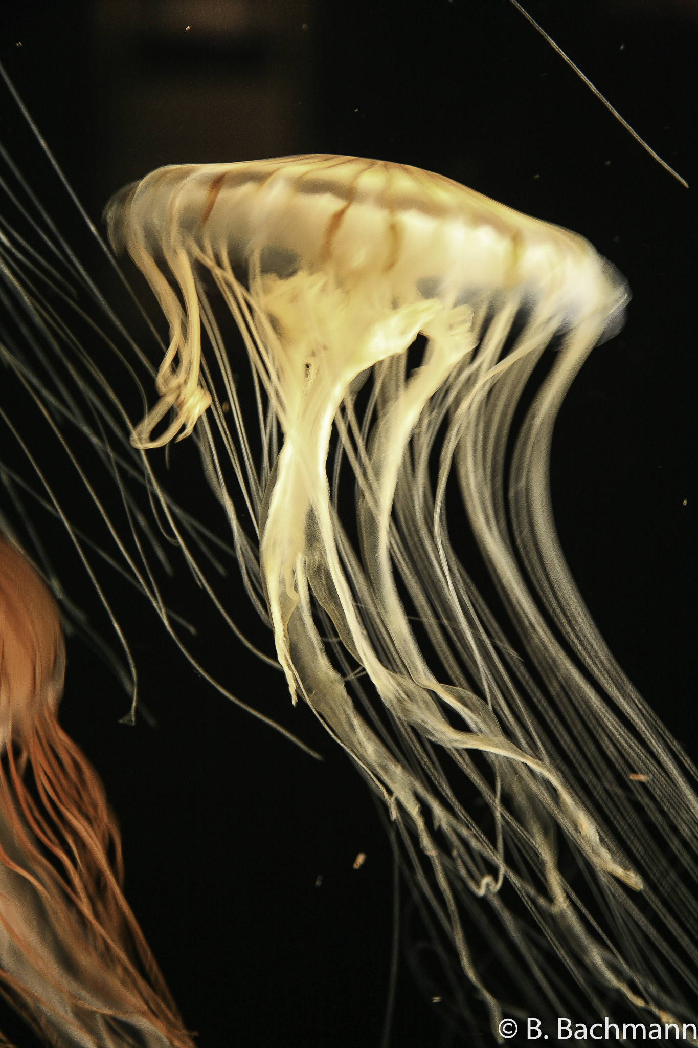 Jellyfish_0010.jpg
