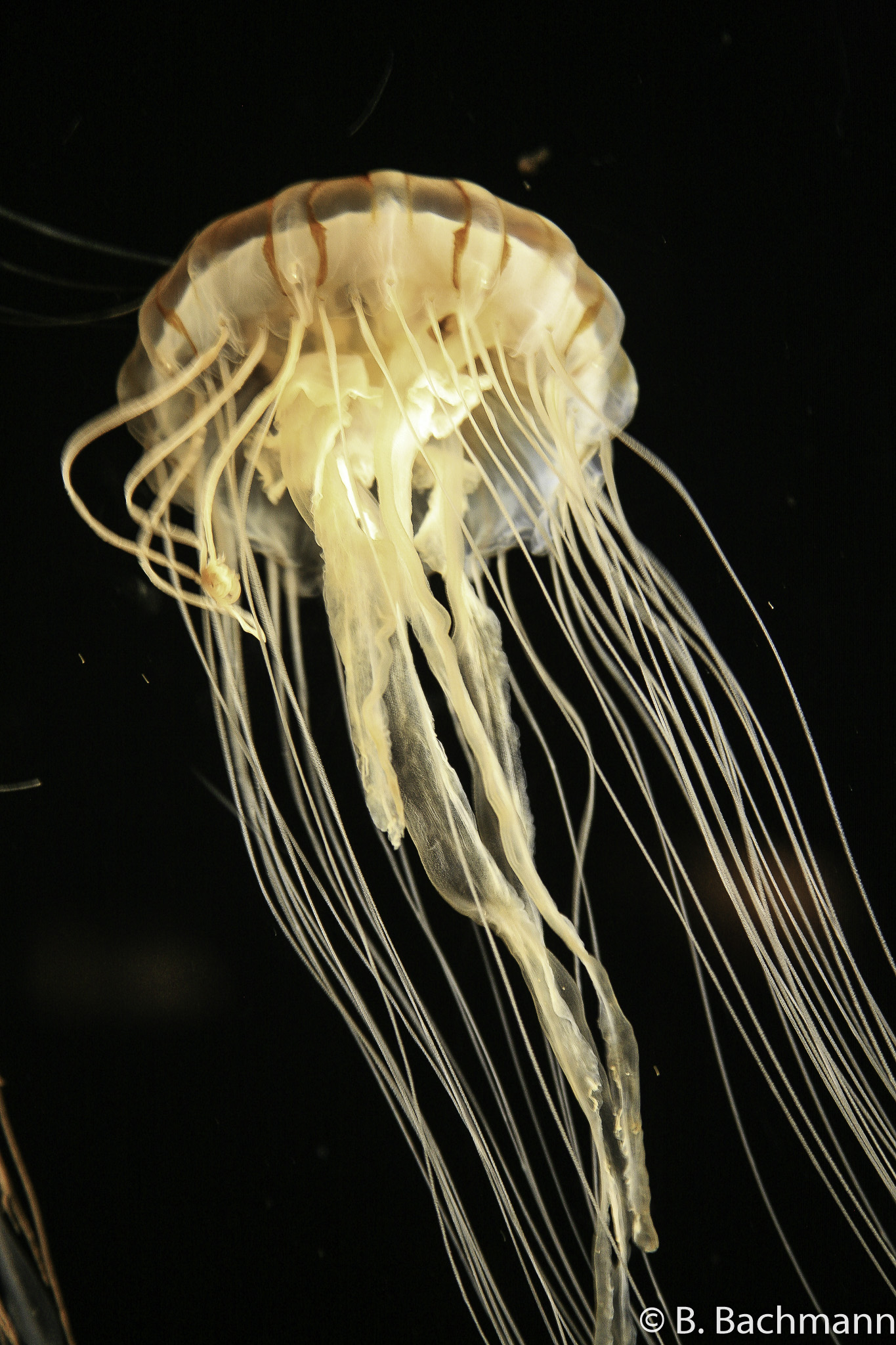 Jellyfish_0012.jpg