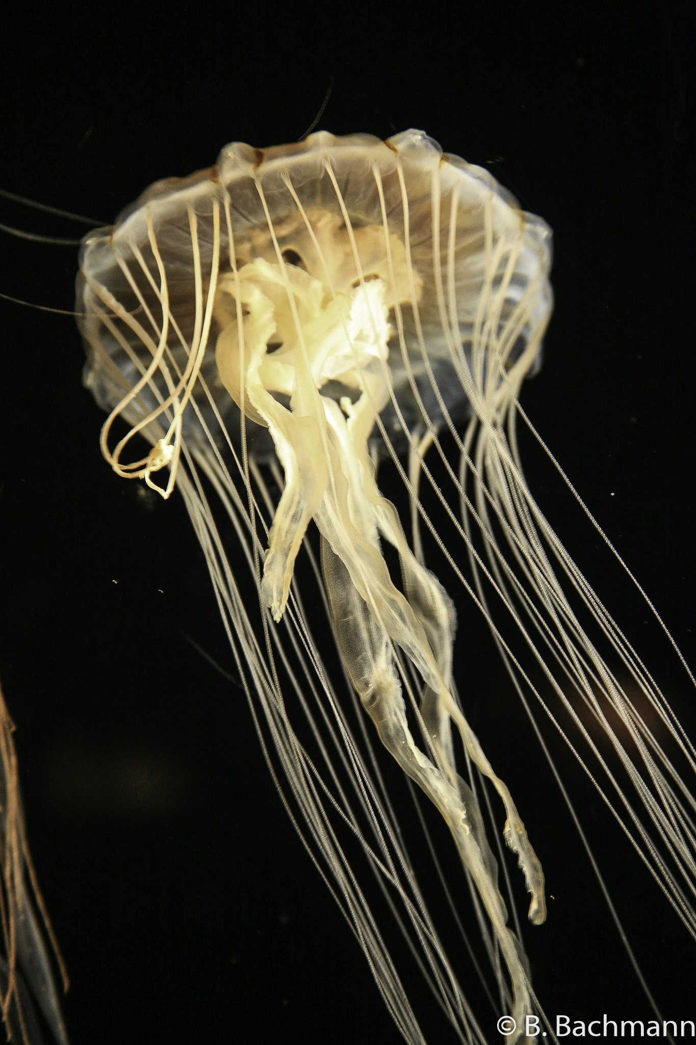 Jellyfish_0013.jpg