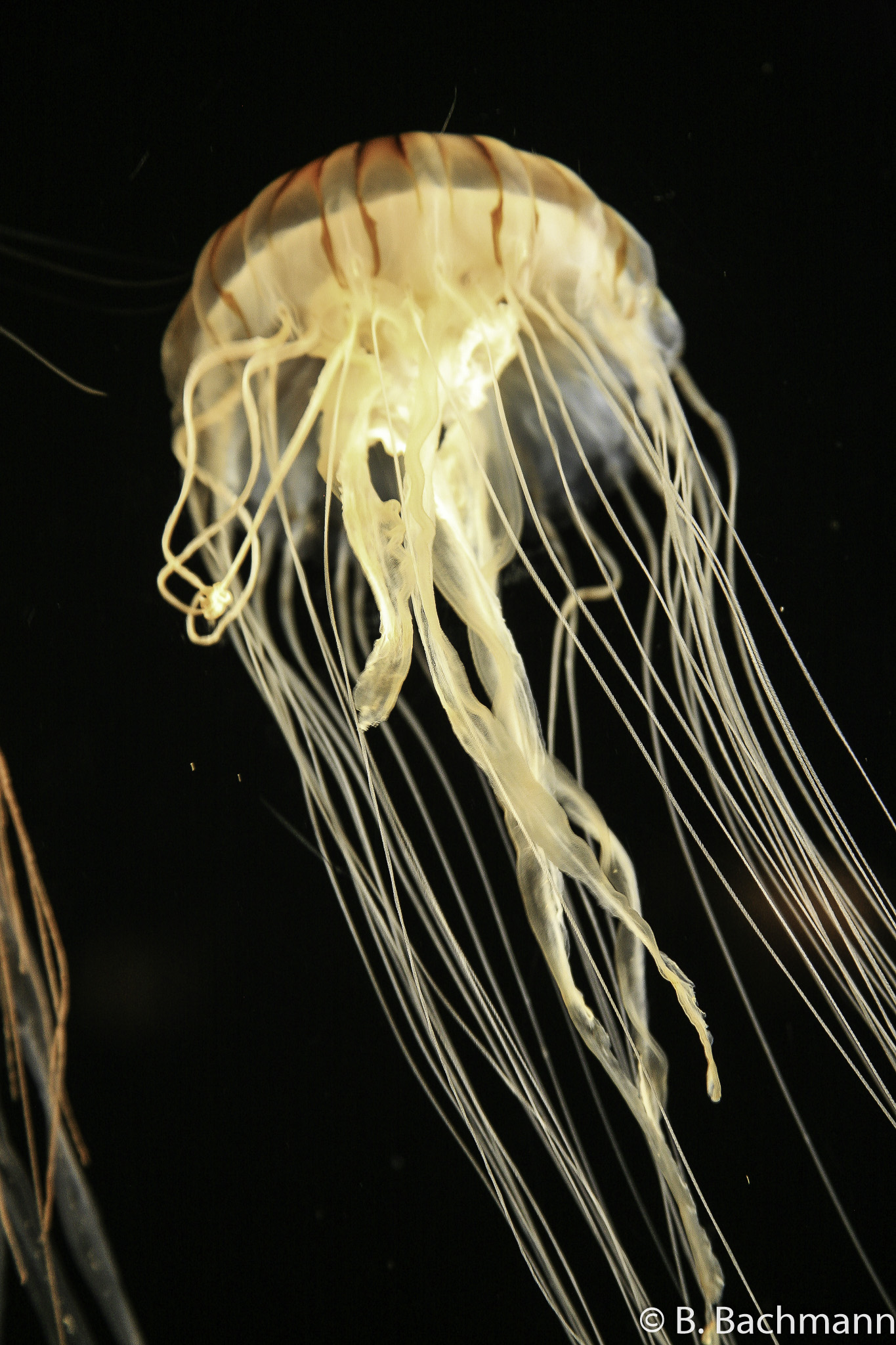 Jellyfish_0014.jpg