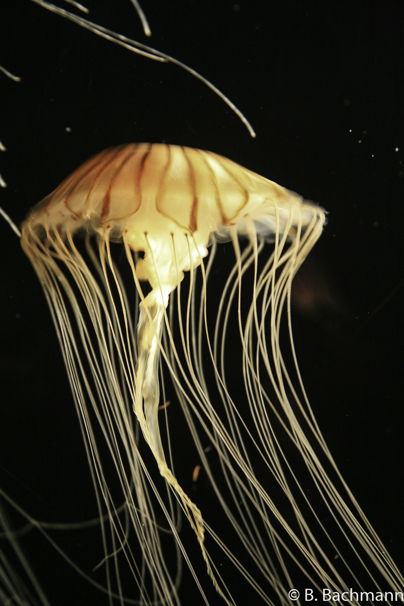 Jellyfish_0016.jpg