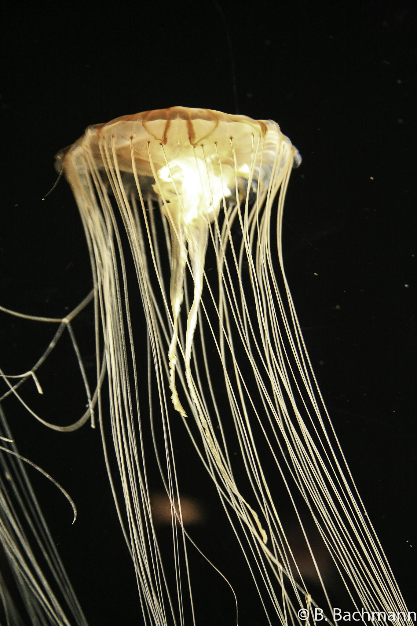 Jellyfish_0018.jpg