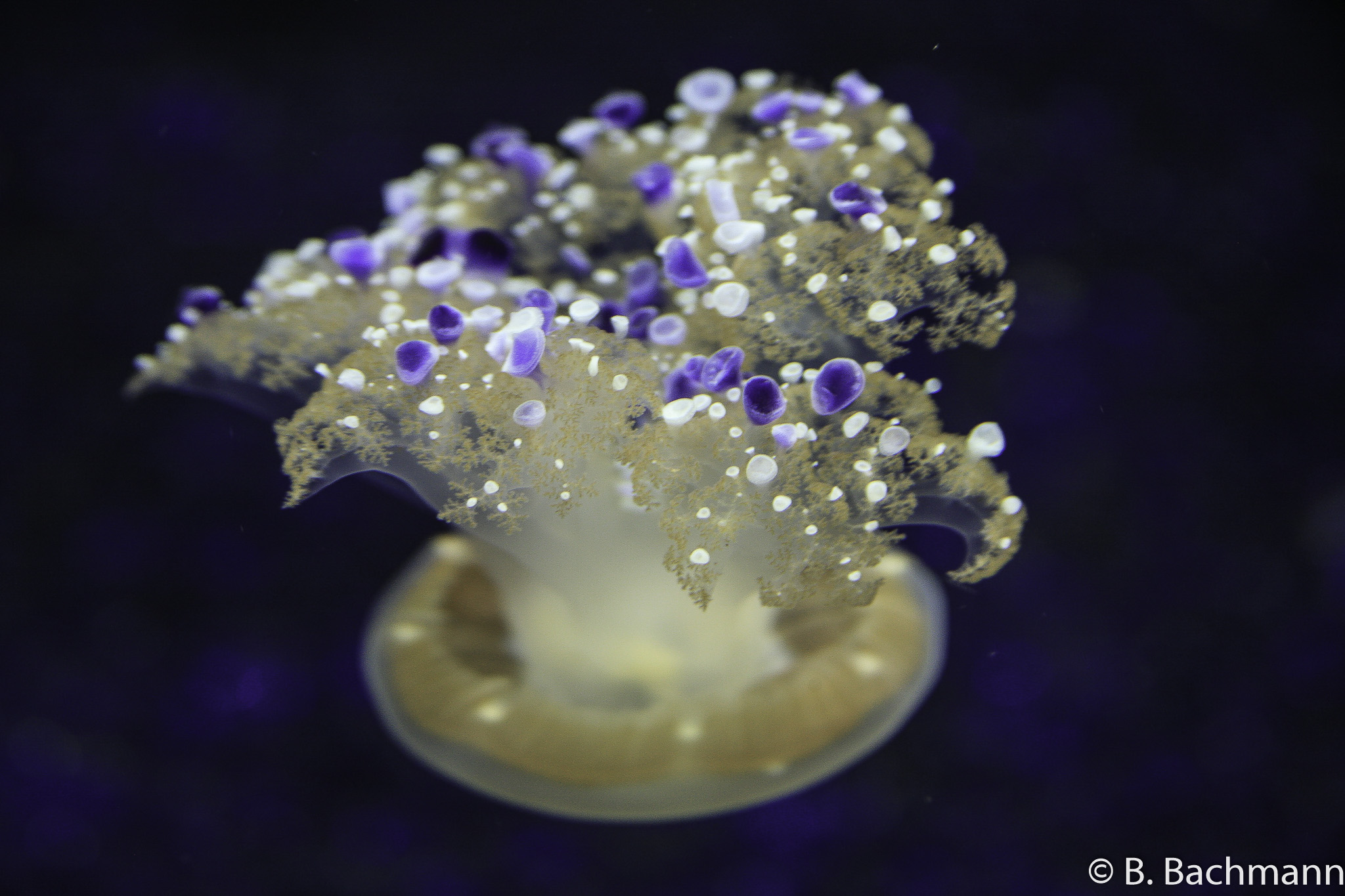 Jellyfish_0025.jpg