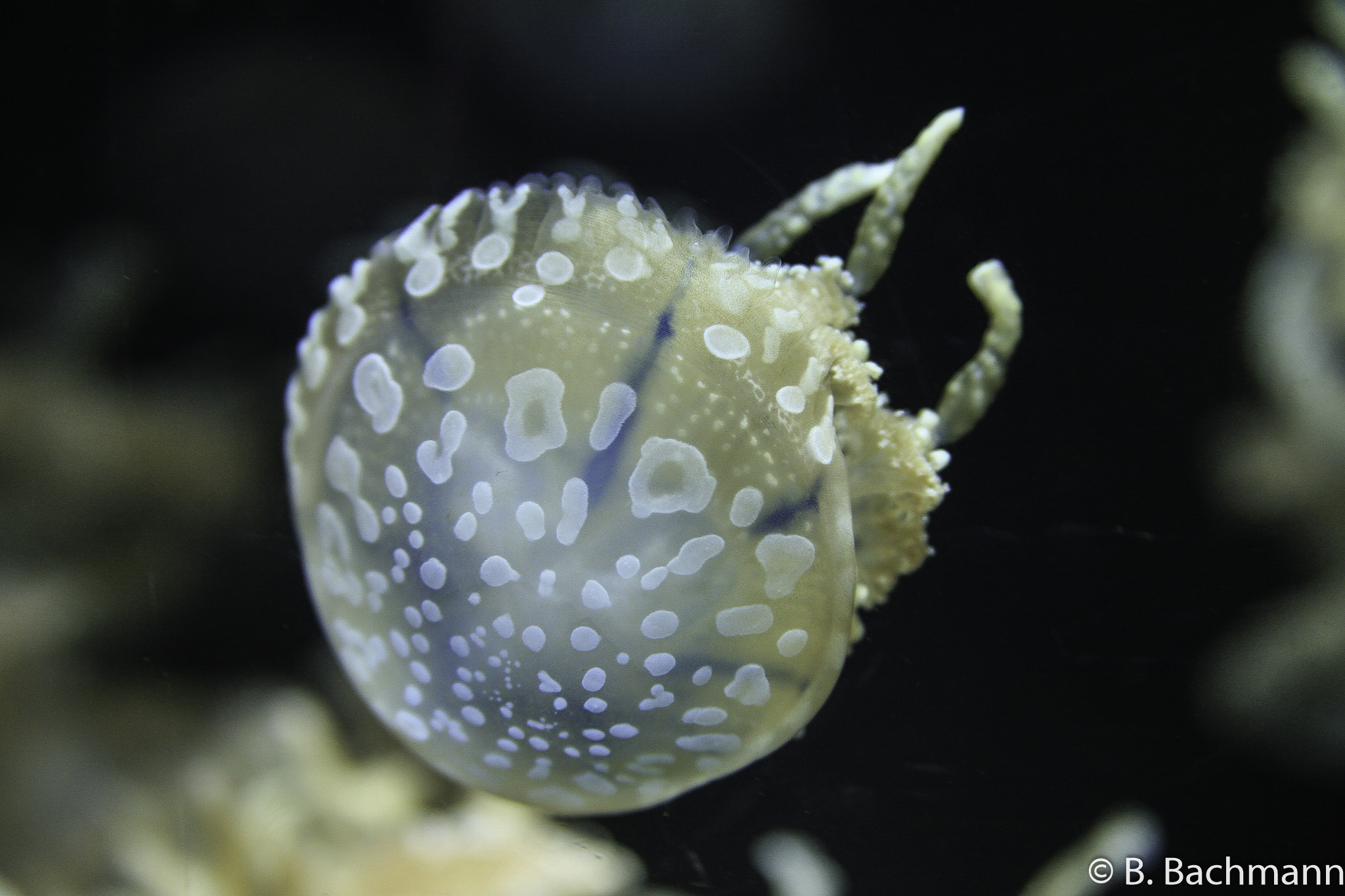 Jellyfish_0028.jpg