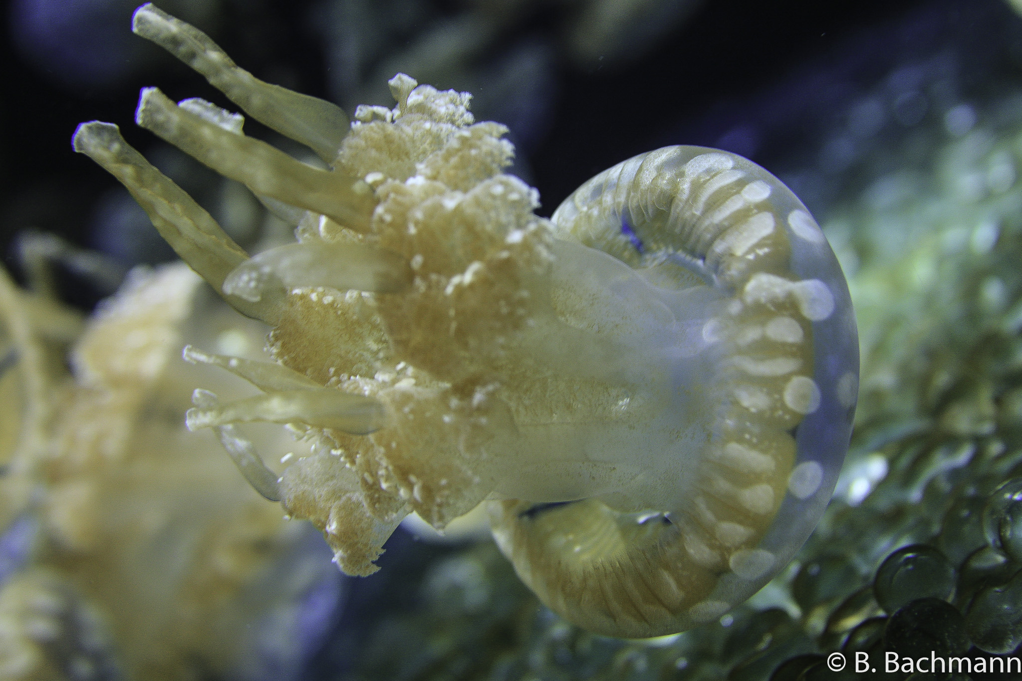 Jellyfish_0029.jpg