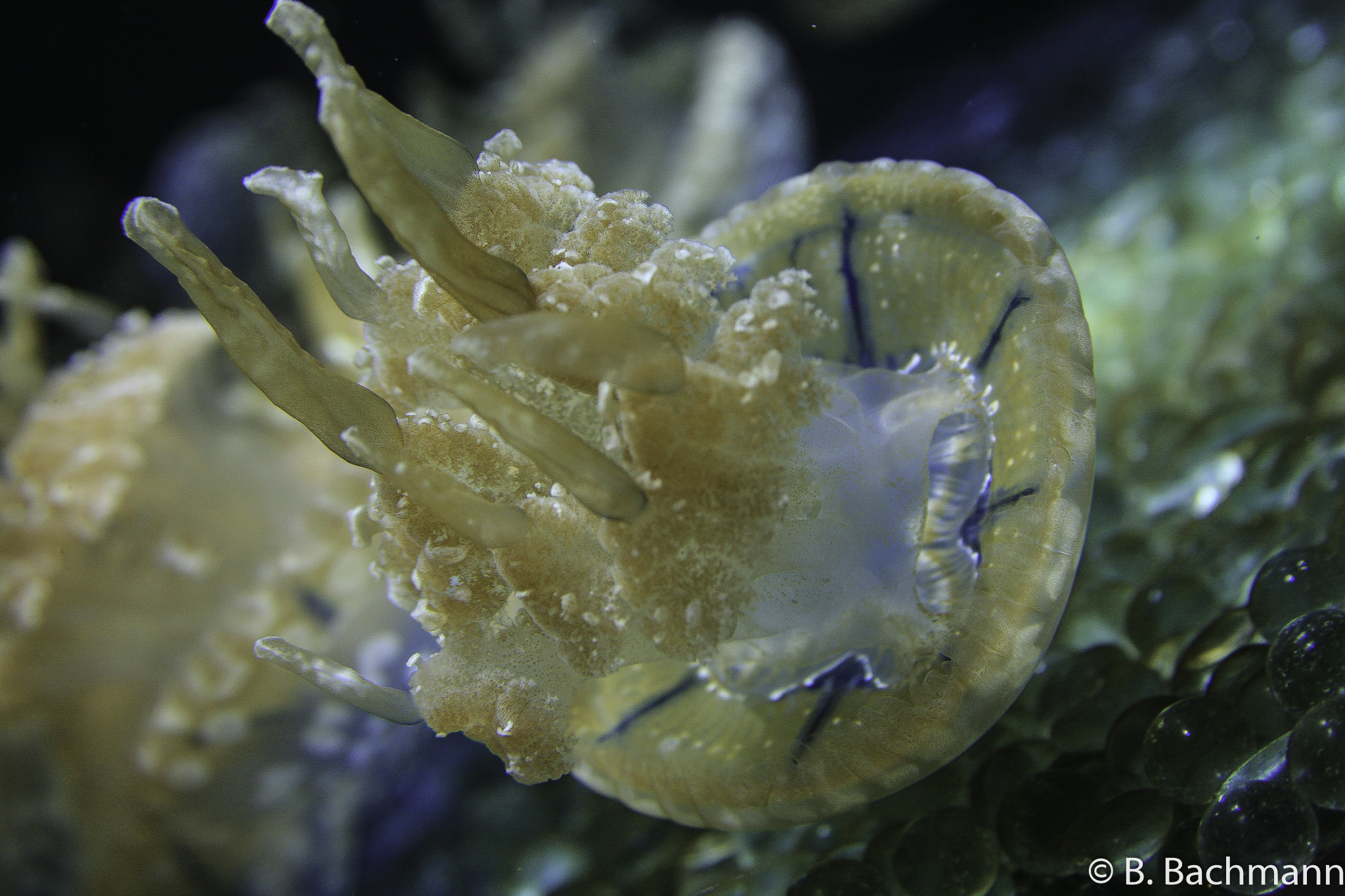 Jellyfish_0030.jpg