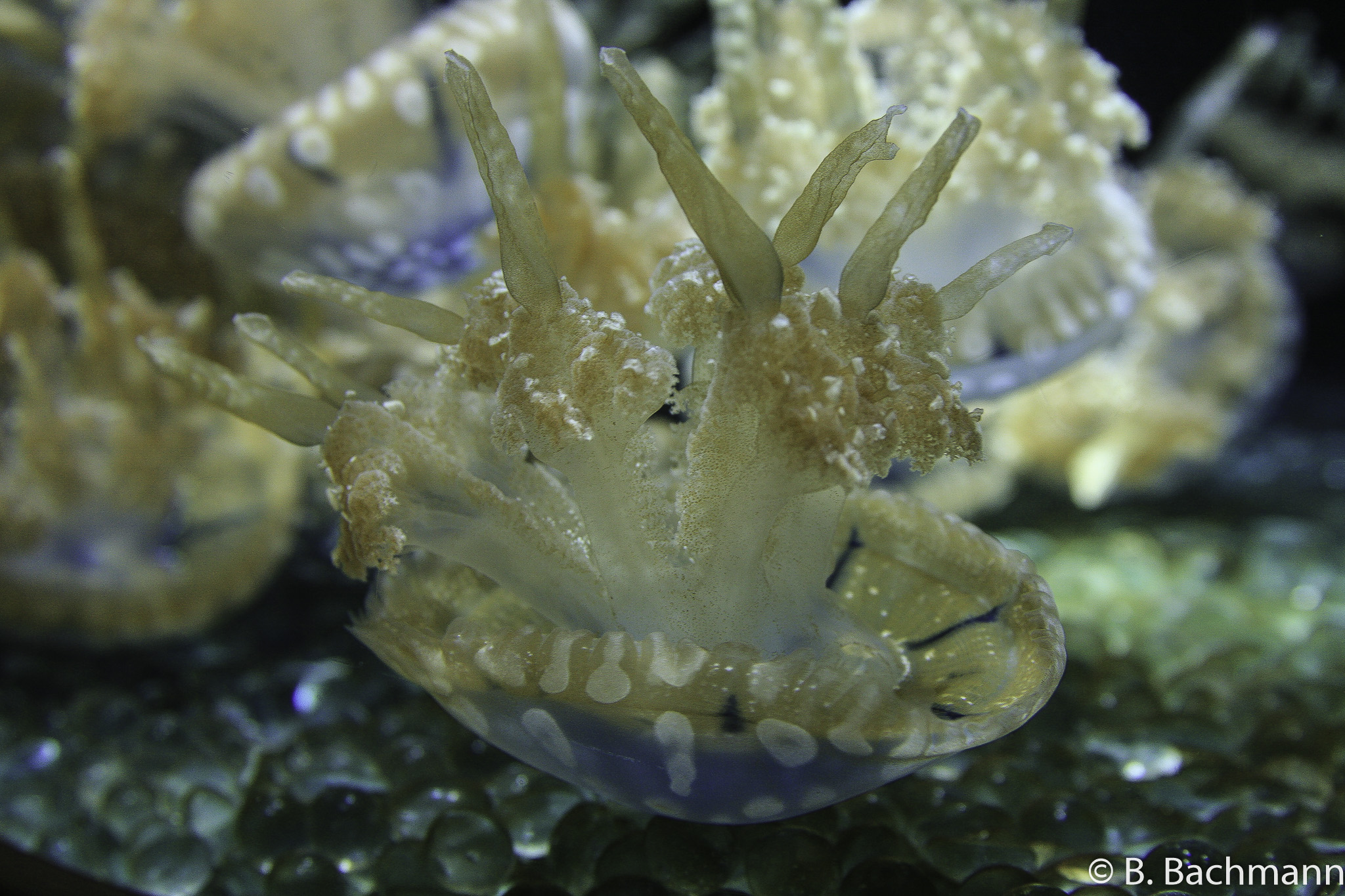 Jellyfish_0033.jpg