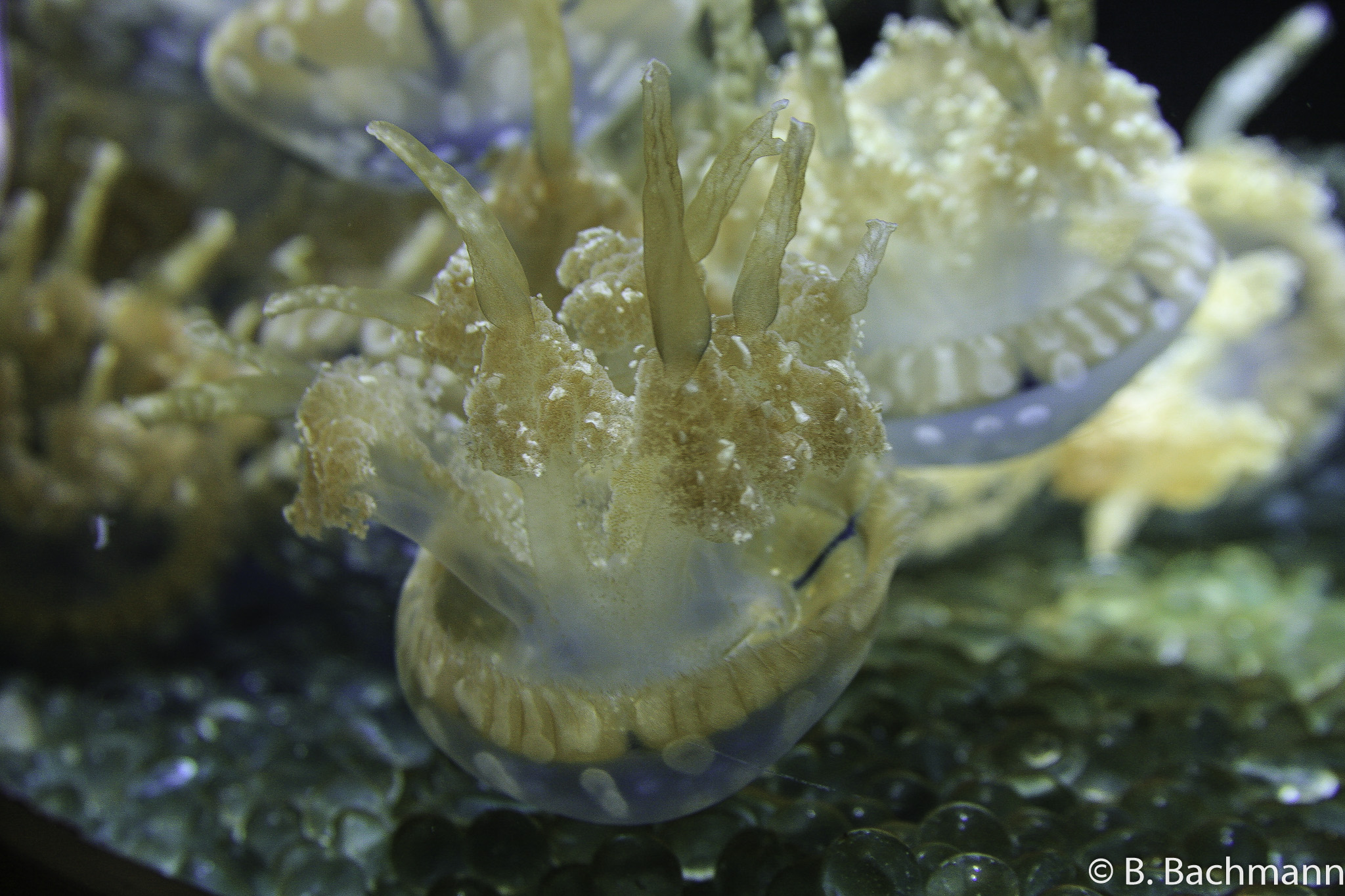 Jellyfish_0034.jpg