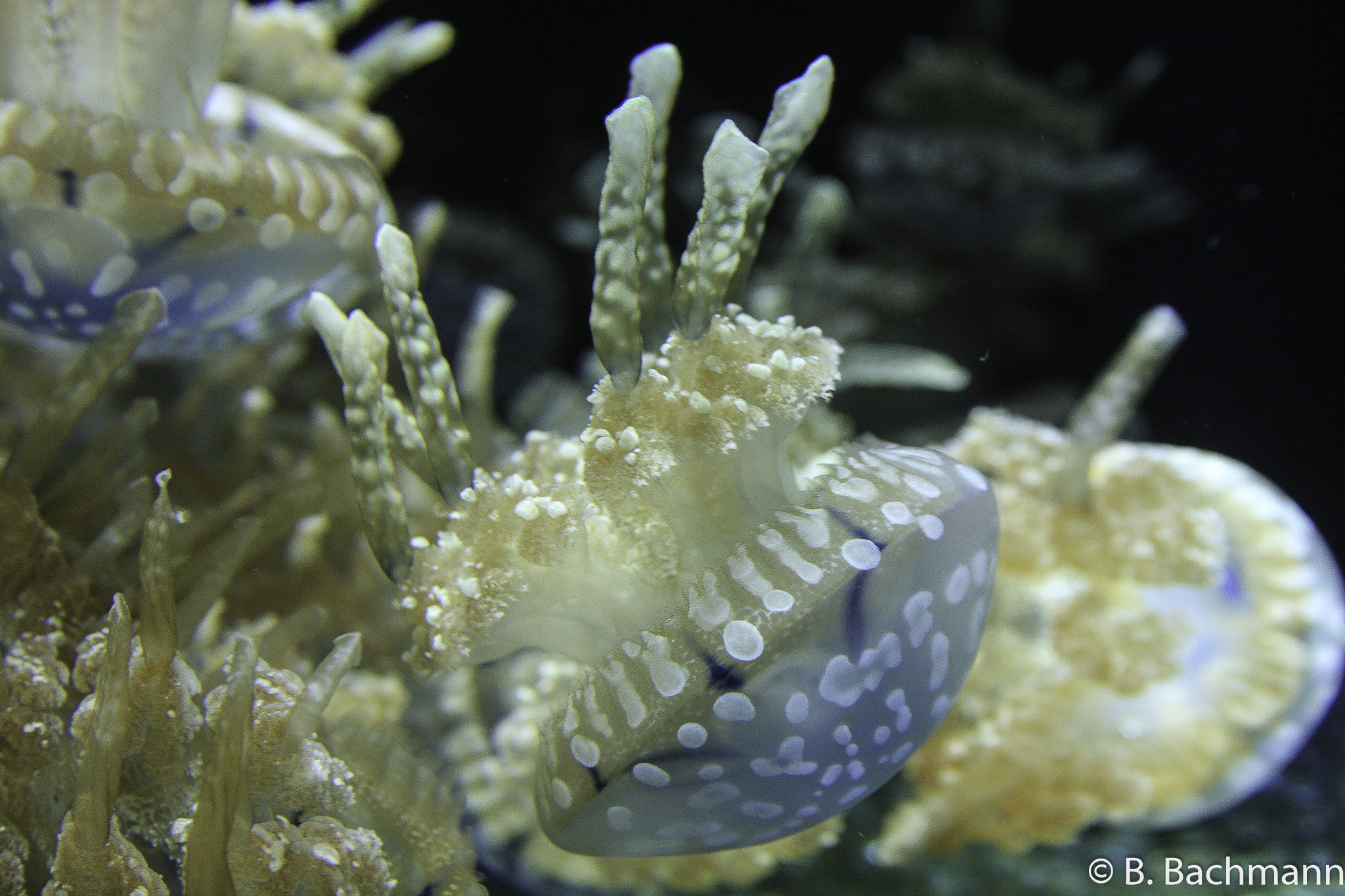 Jellyfish_0035.jpg