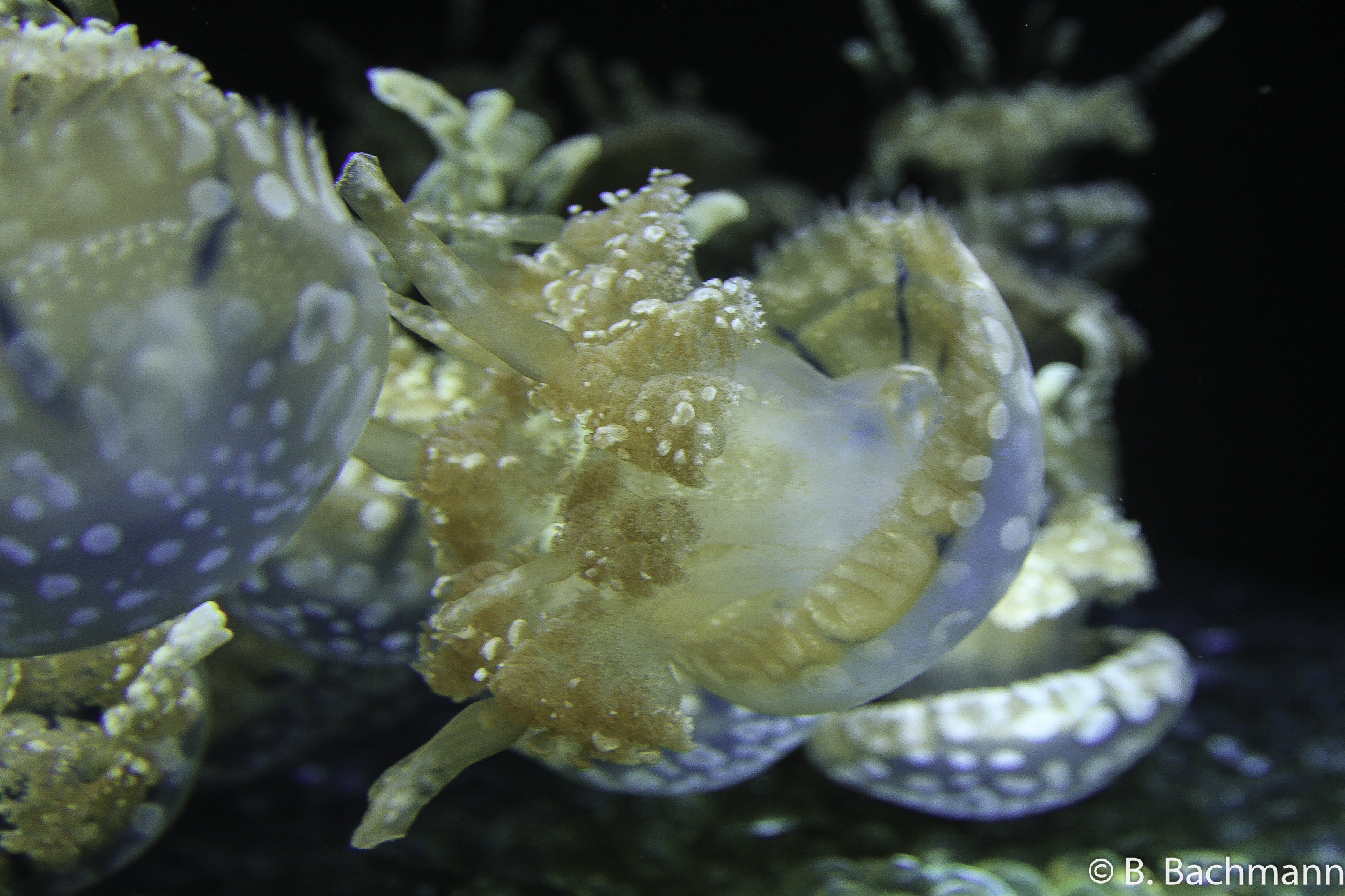 Jellyfish_0036.jpg