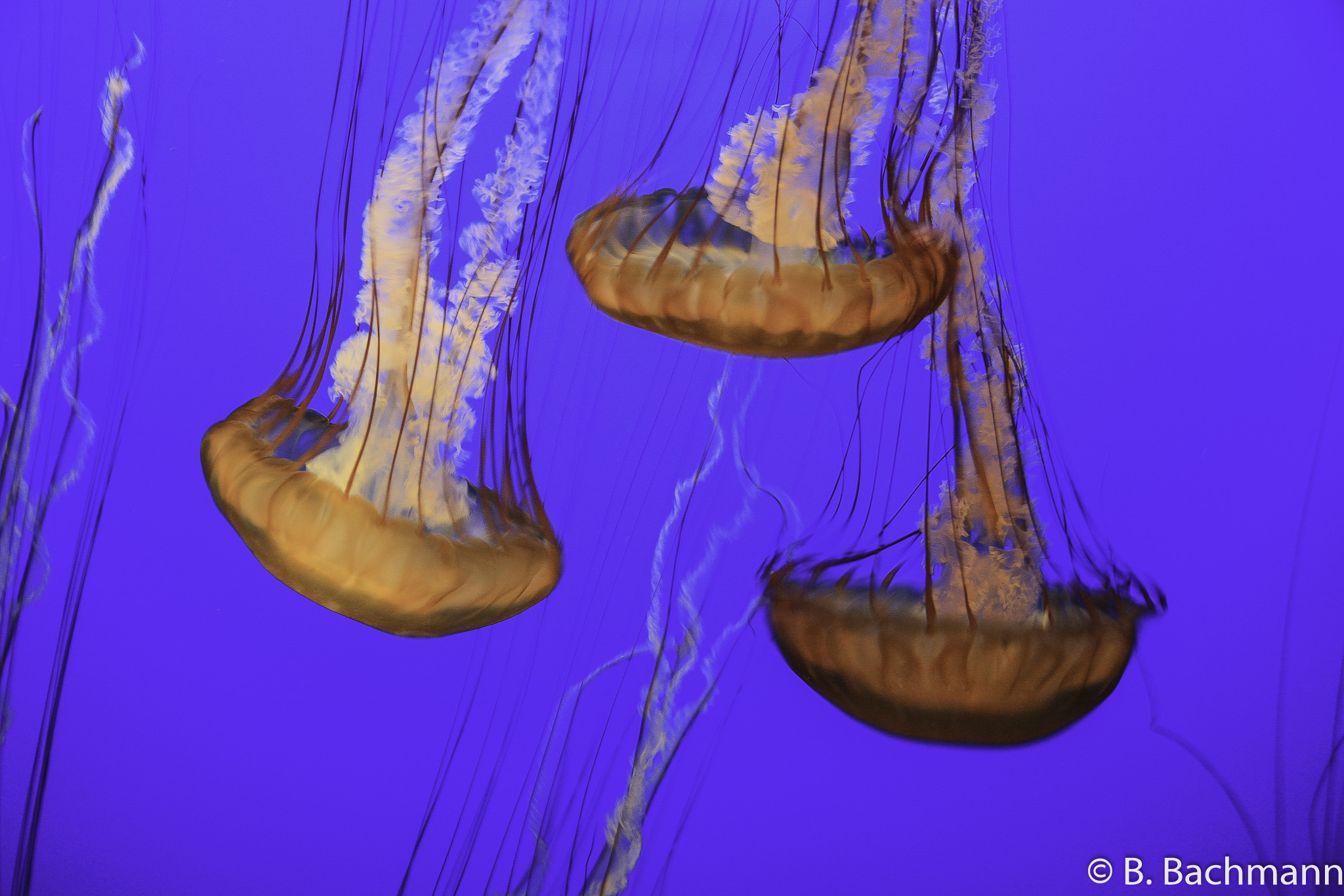 Jellyfish_0041.jpg