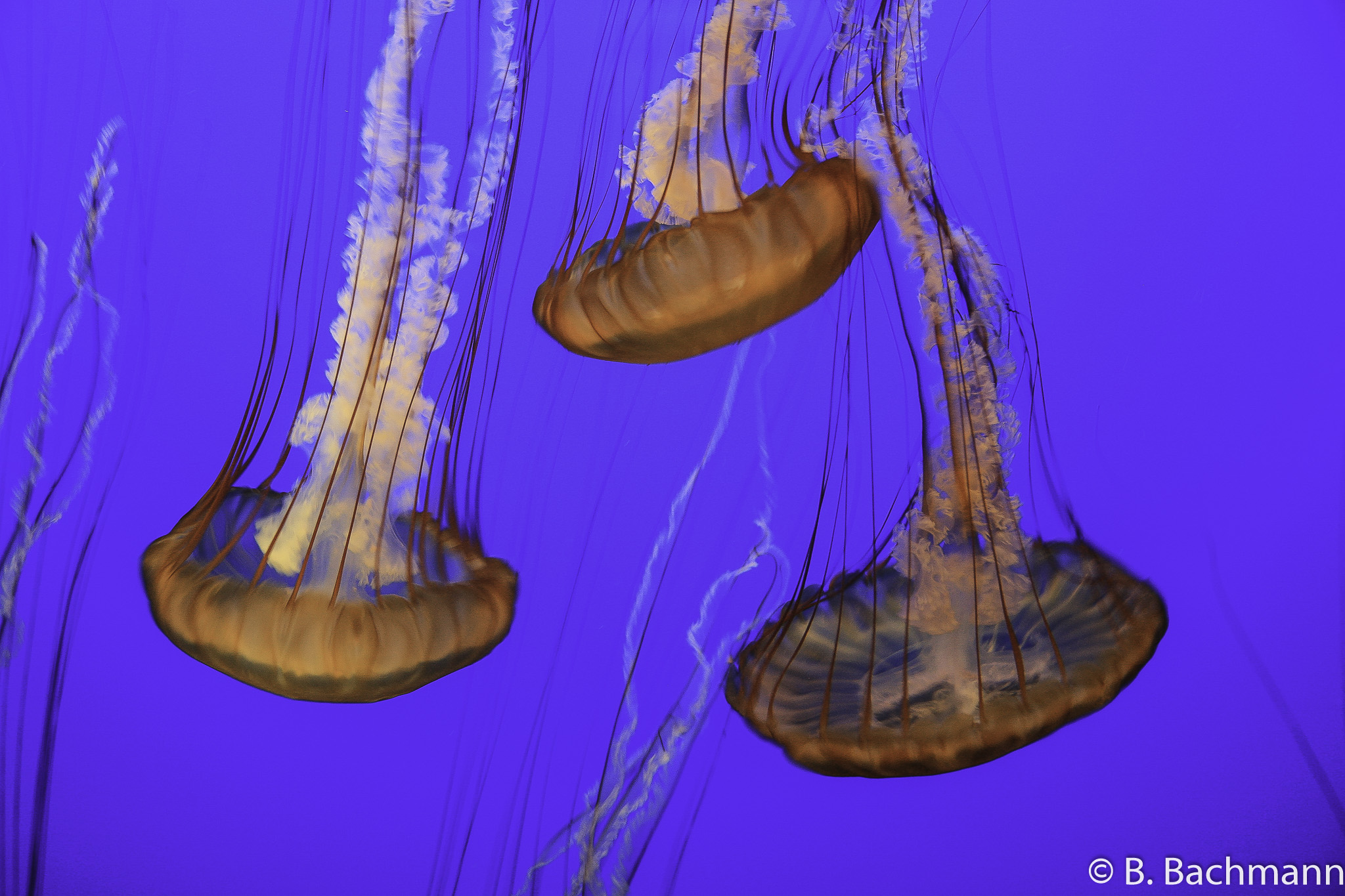 Jellyfish_0042.jpg