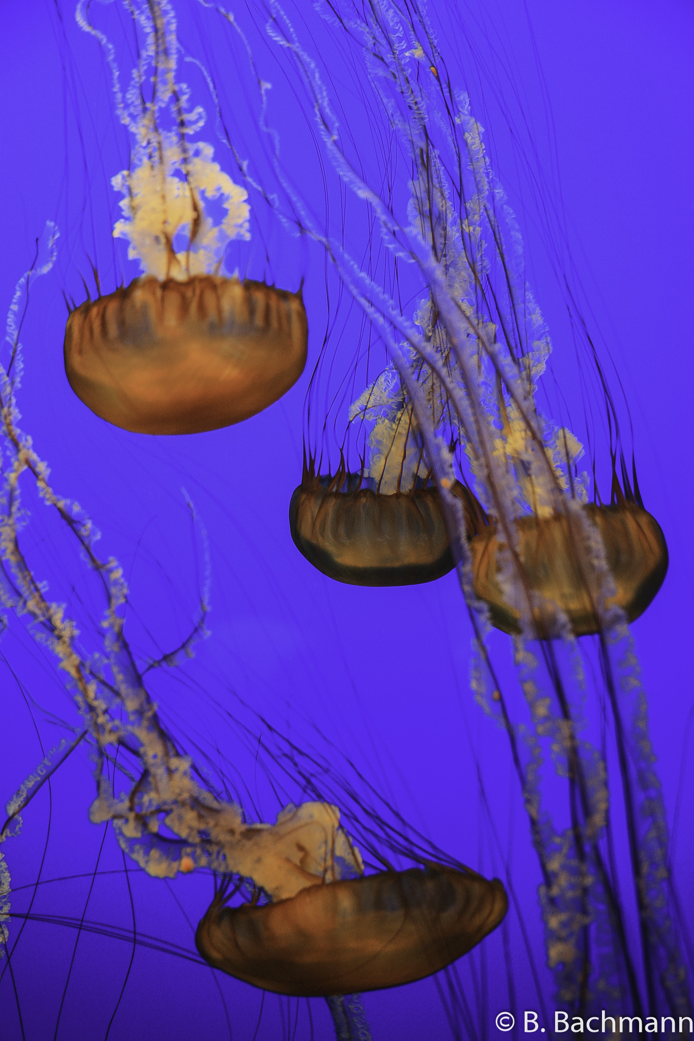 Jellyfish_0045.jpg