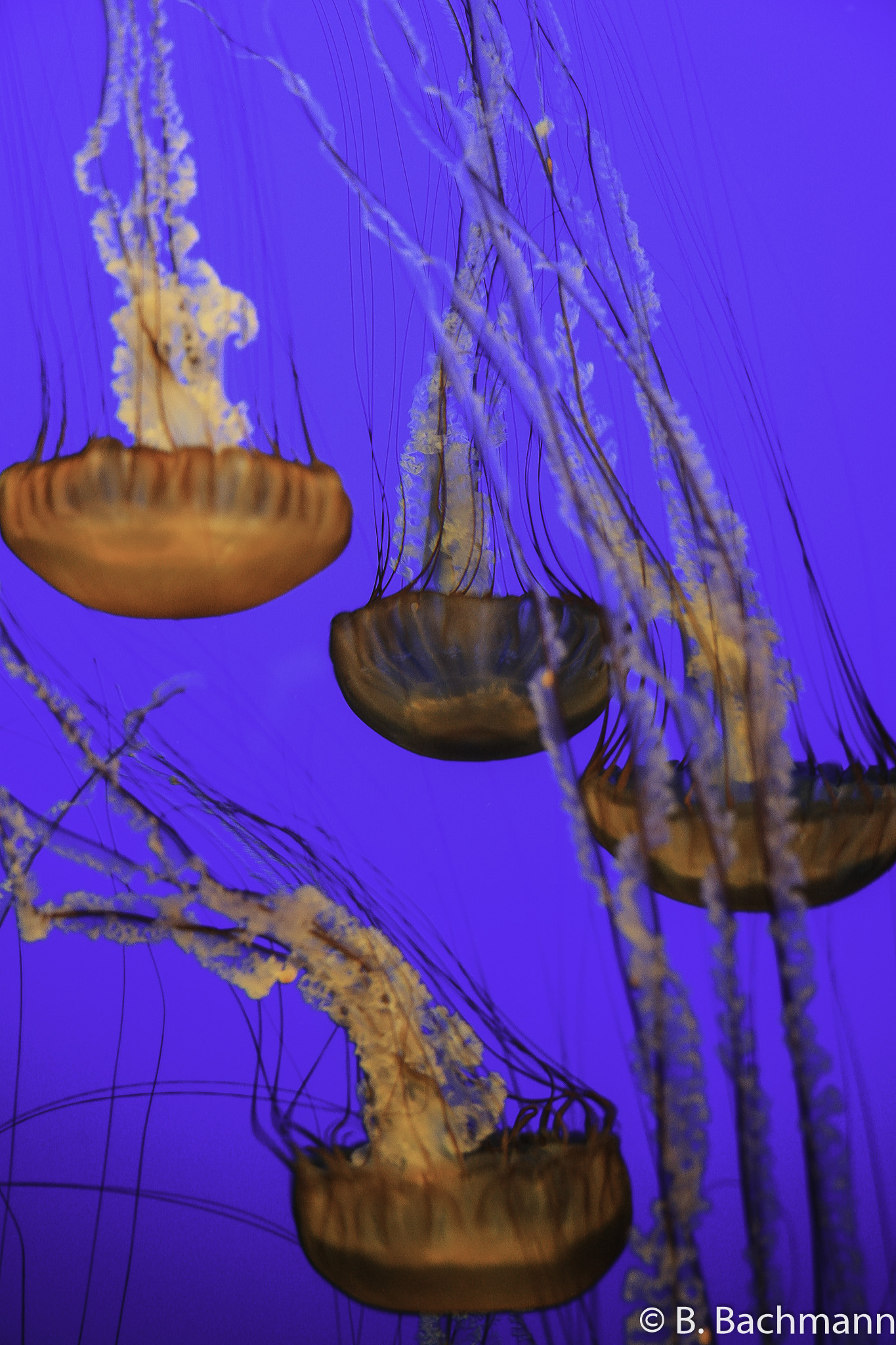 Jellyfish_0046.jpg
