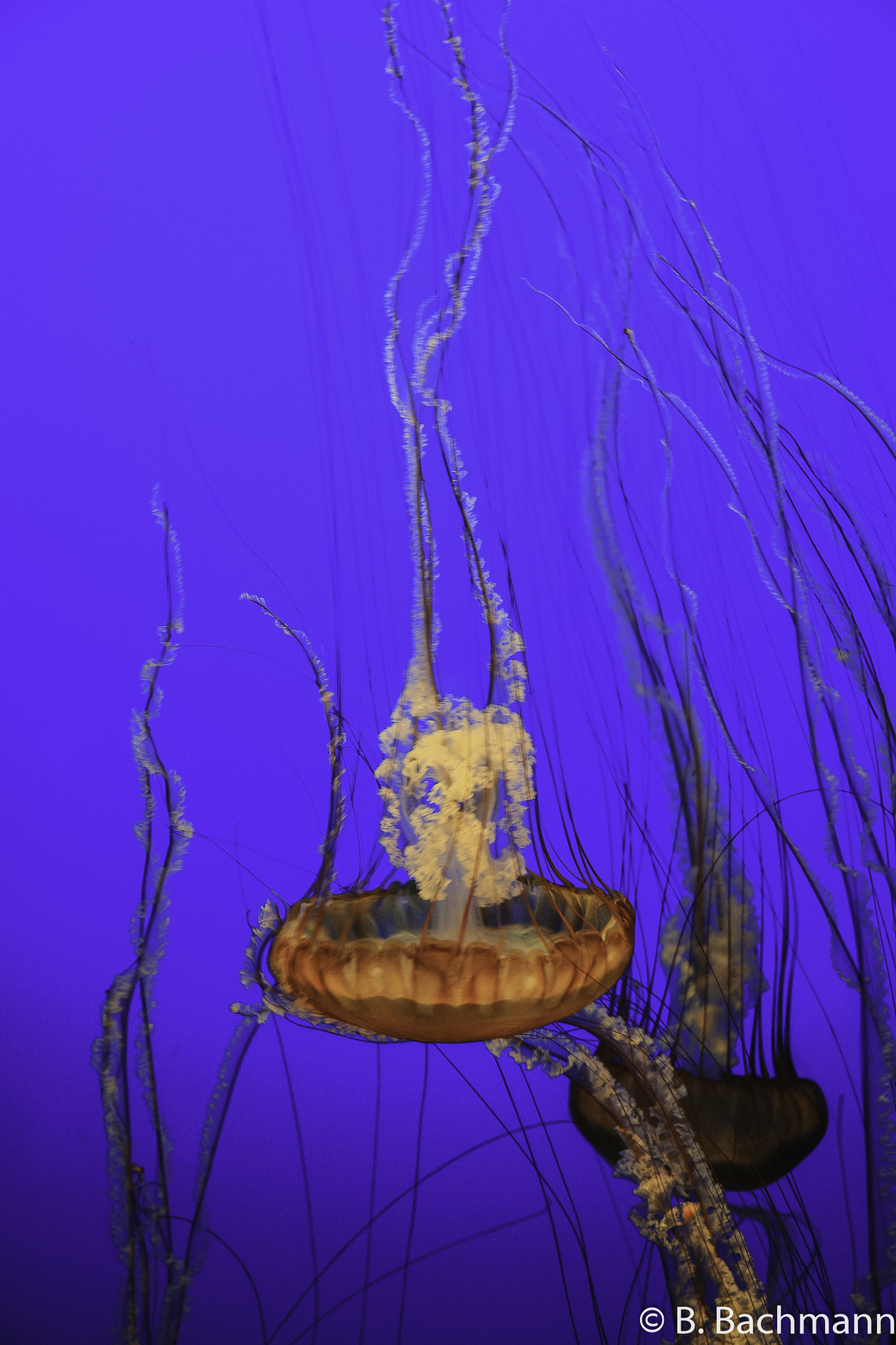 Jellyfish_0047.jpg