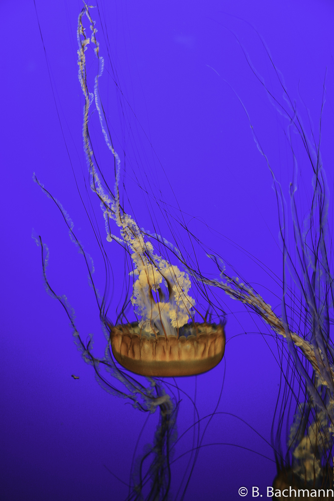 Jellyfish_0048.jpg