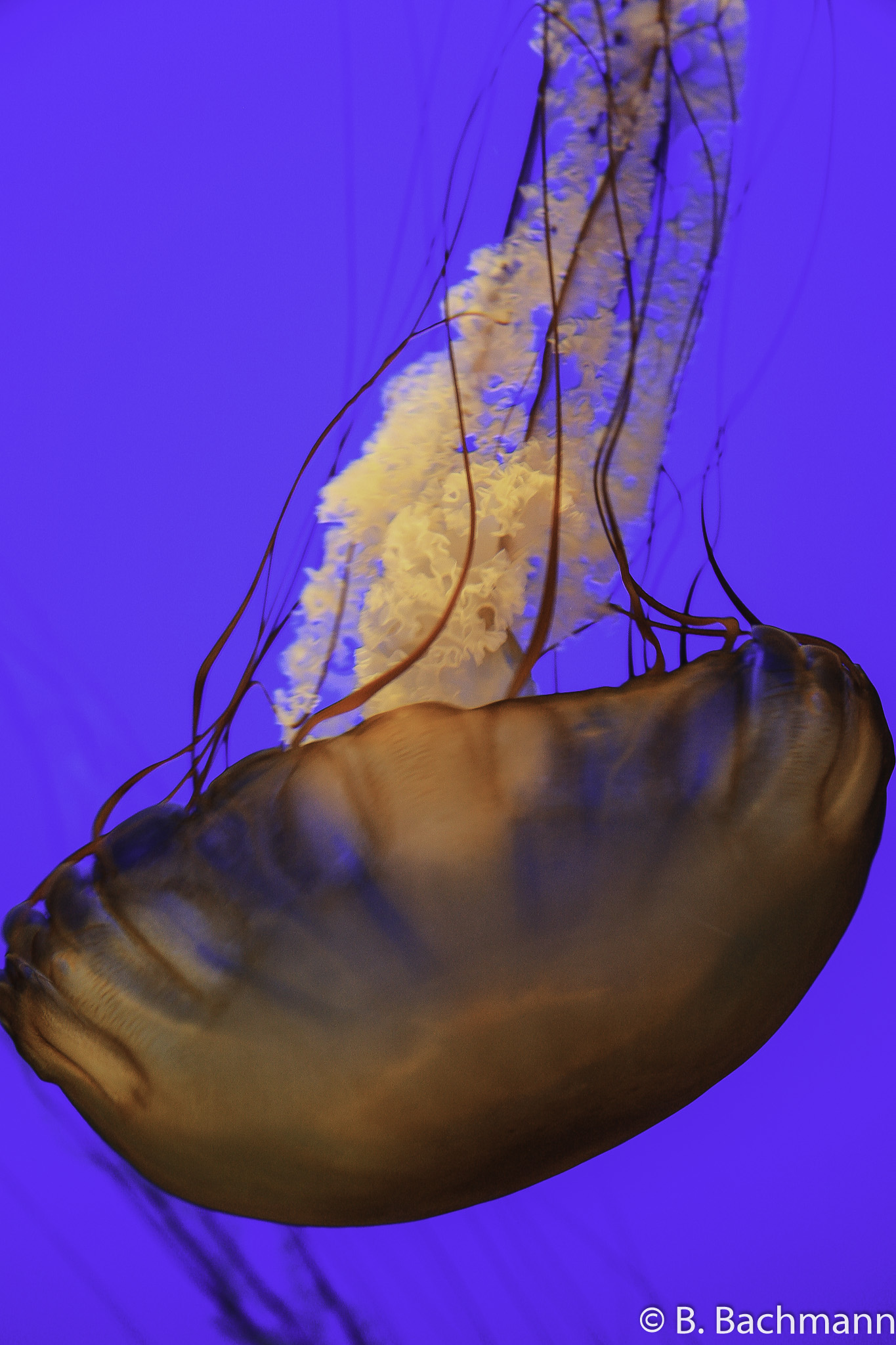 Jellyfish_0049.jpg