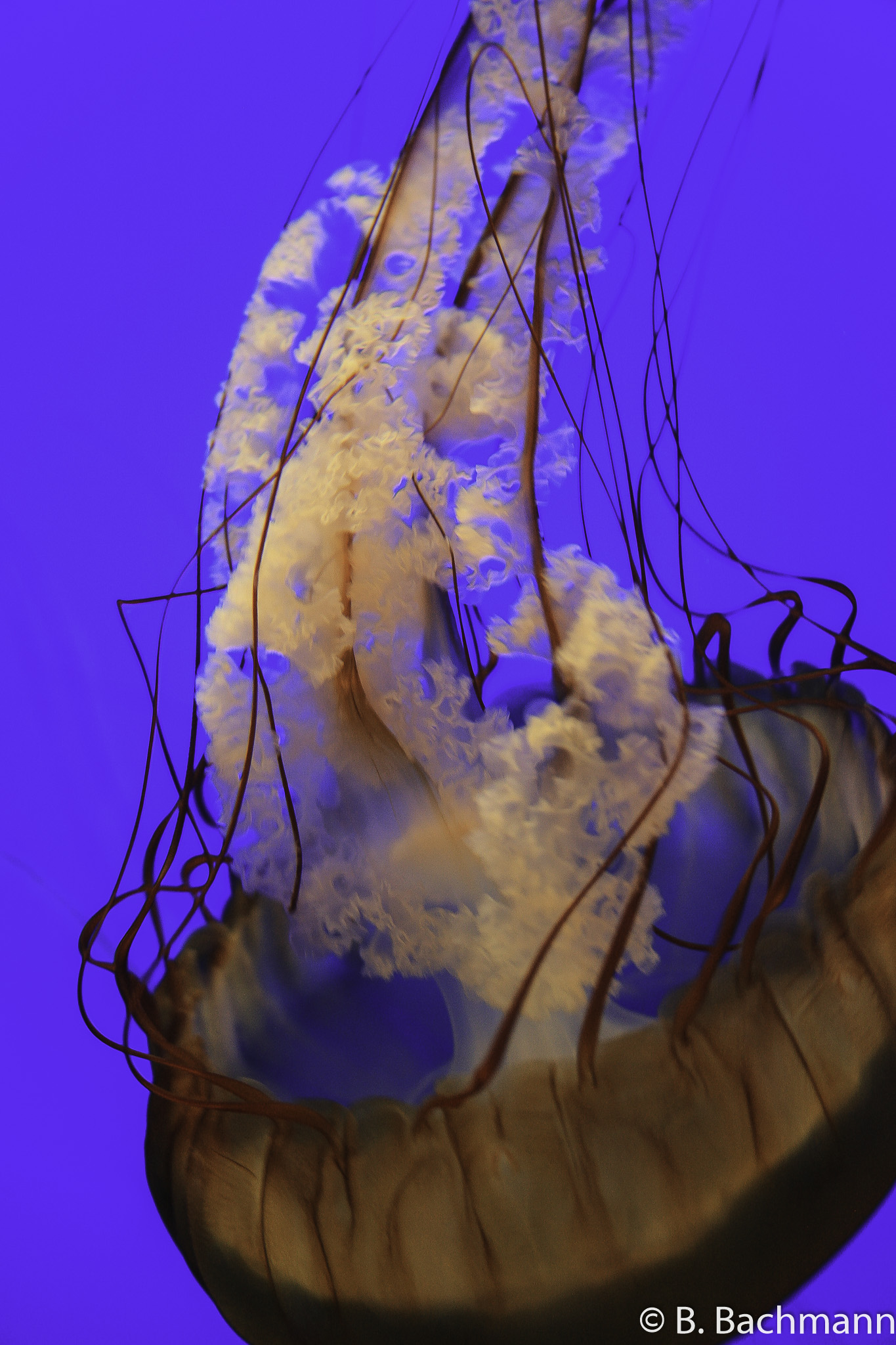 Jellyfish_0050.jpg