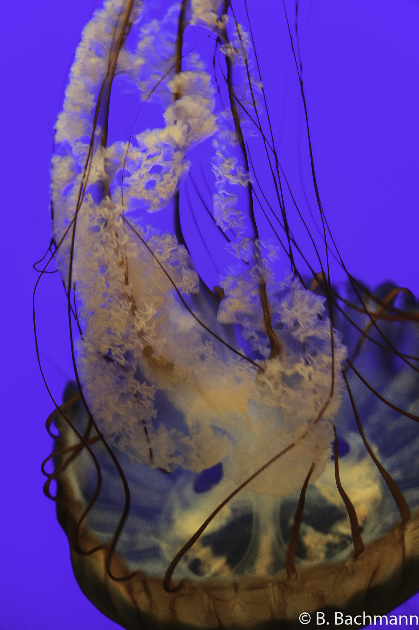 Jellyfish_0051.jpg