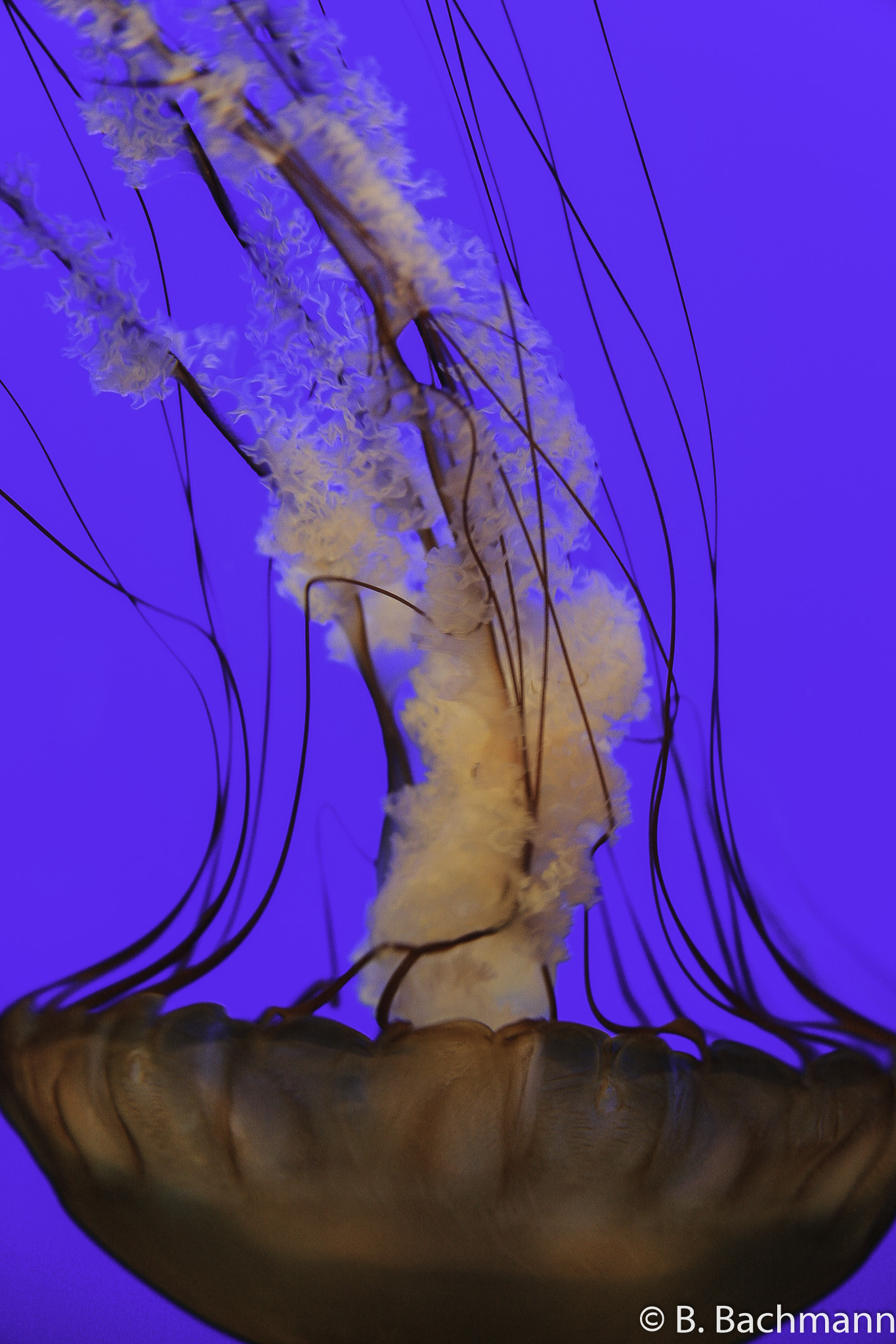 Jellyfish_0052.jpg