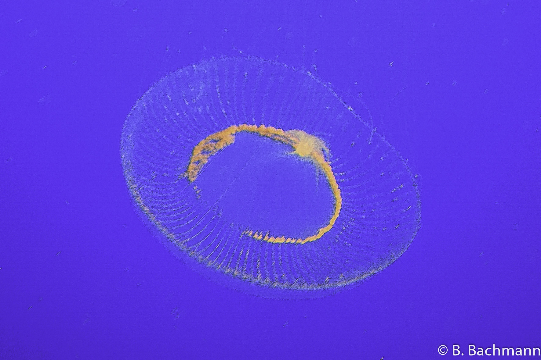 Jellyfish_0053.jpg