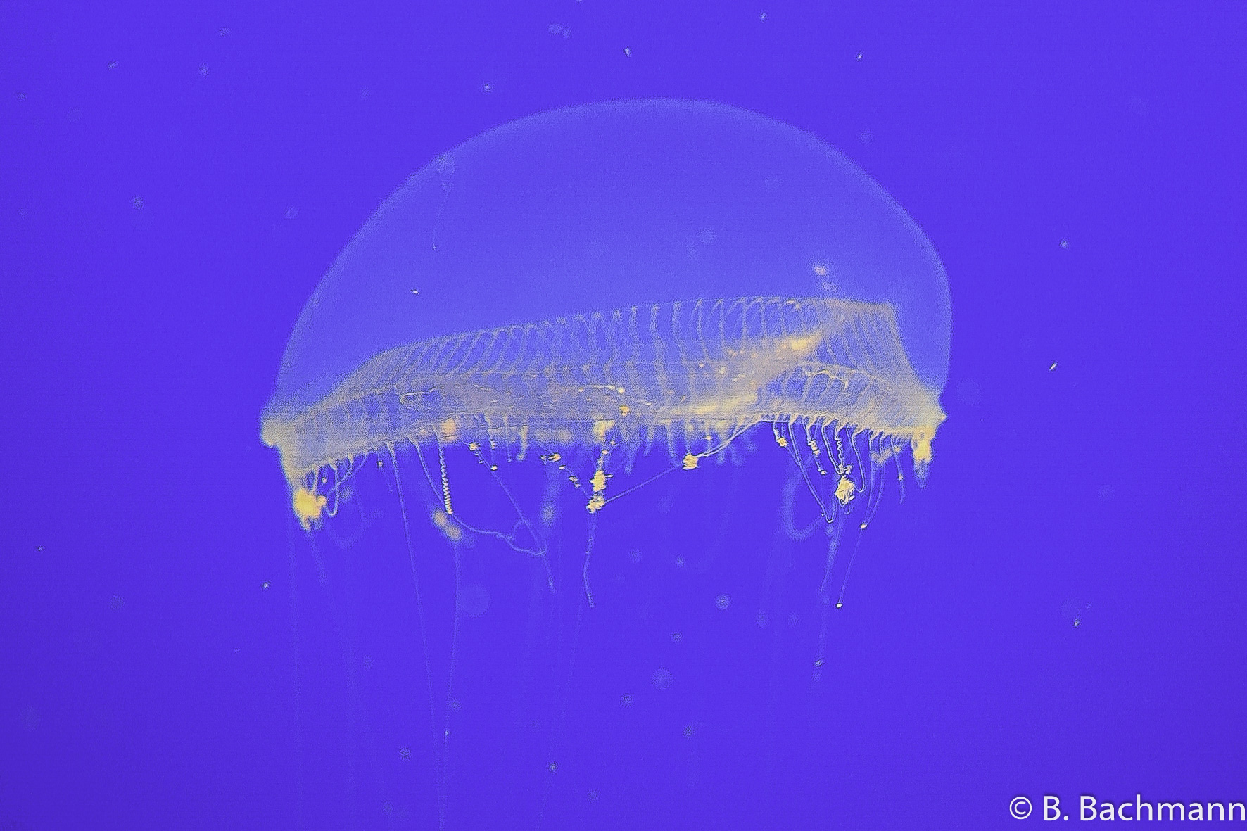Jellyfish_0055.jpg