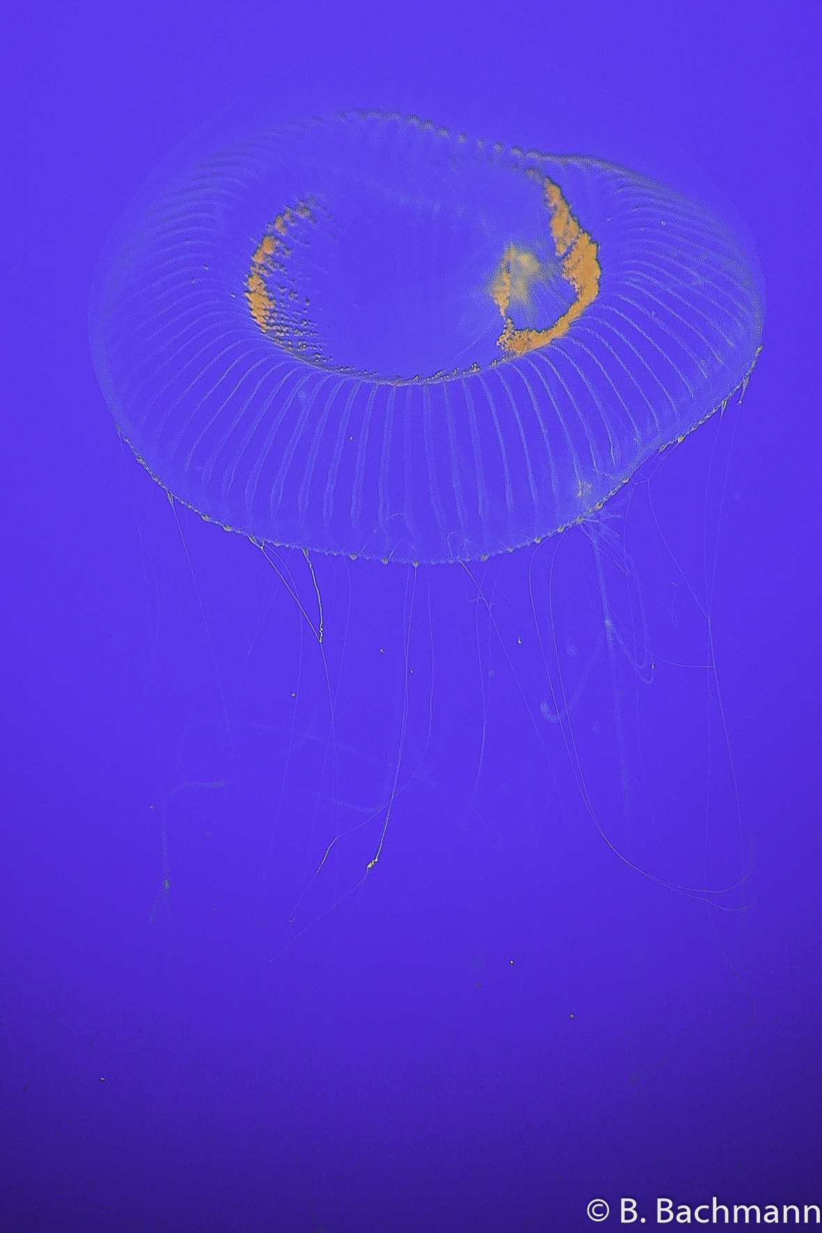 Jellyfish_0056.jpg