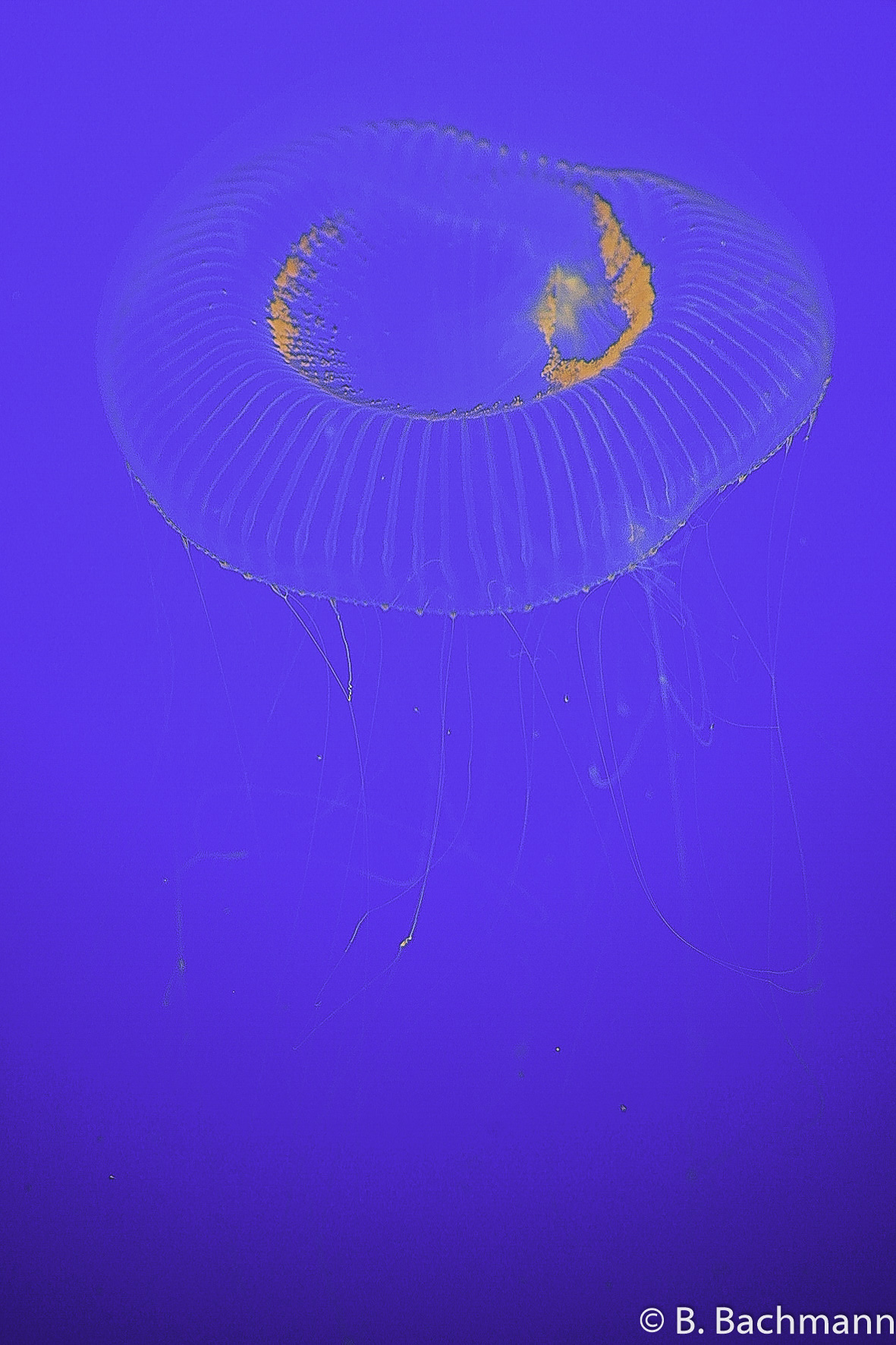 Jellyfish_0056.jpg