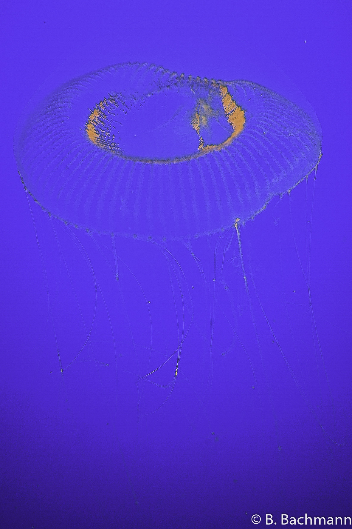Jellyfish_0057.jpg