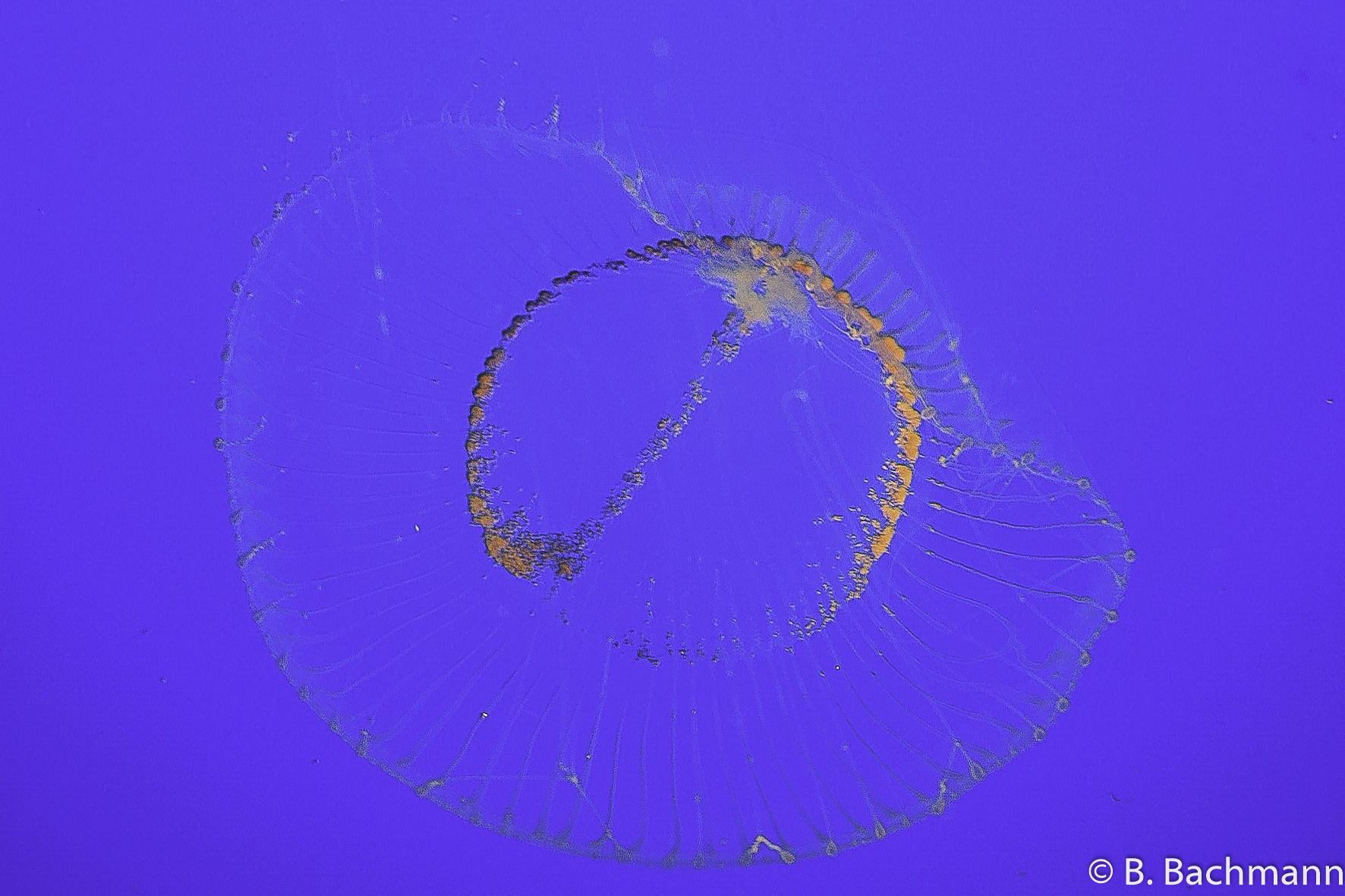 Jellyfish_0058.jpg