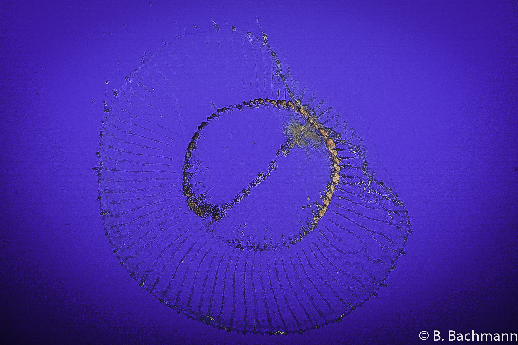 Jellyfish_0059.jpg