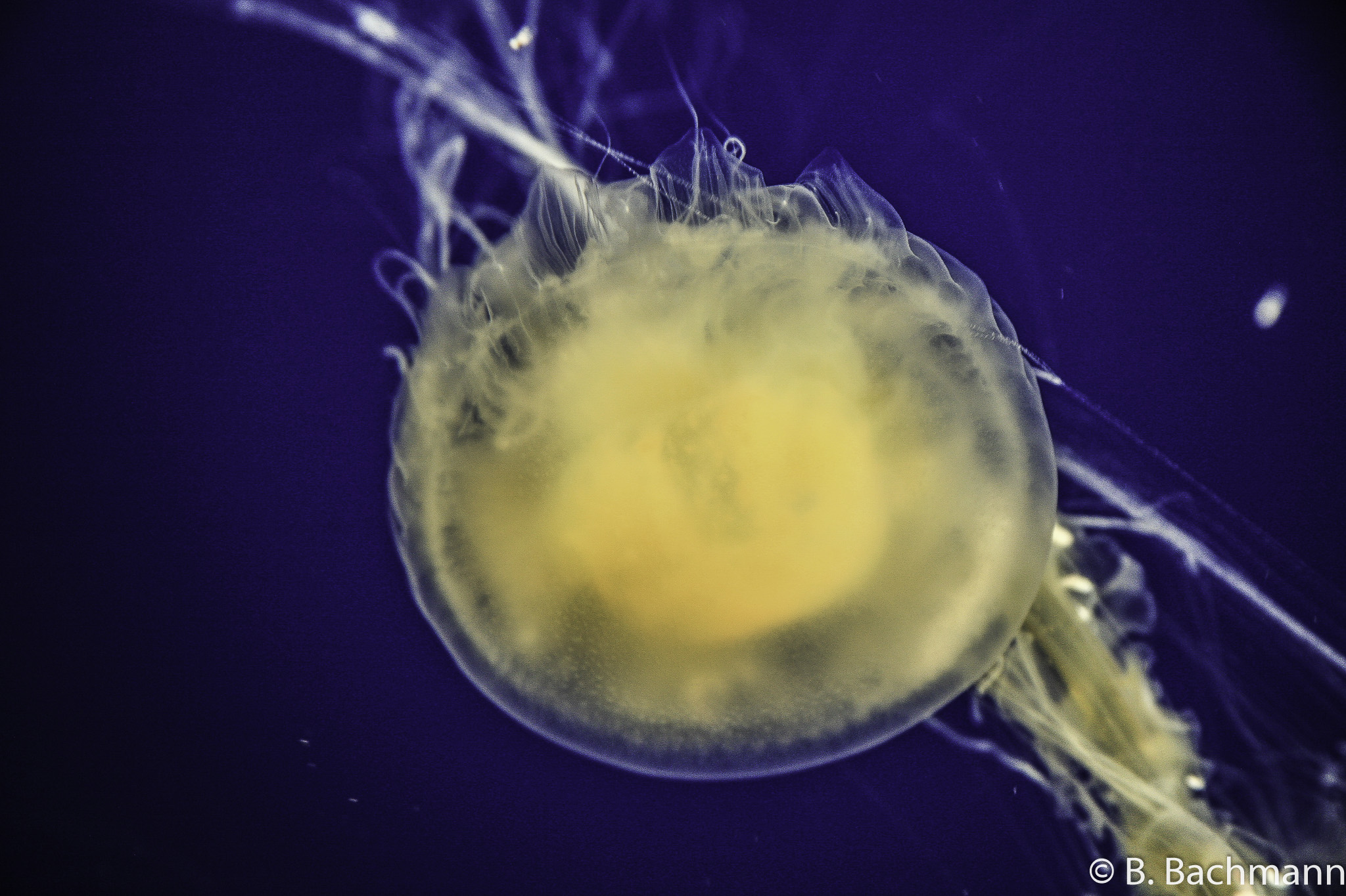 Jellyfish_0060.jpg
