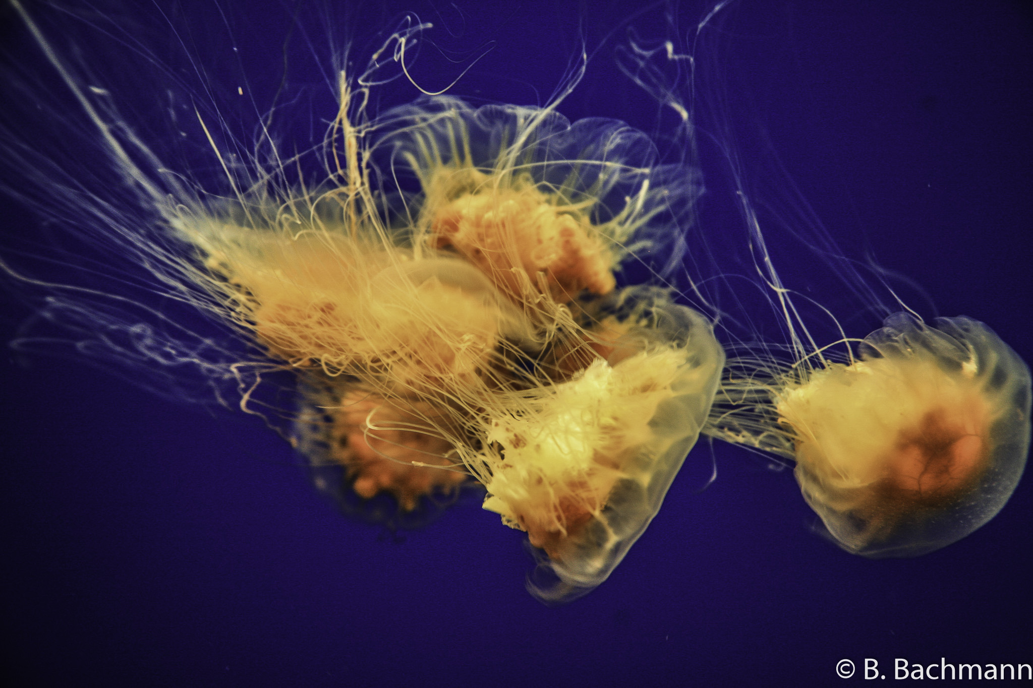 Jellyfish_0061.jpg