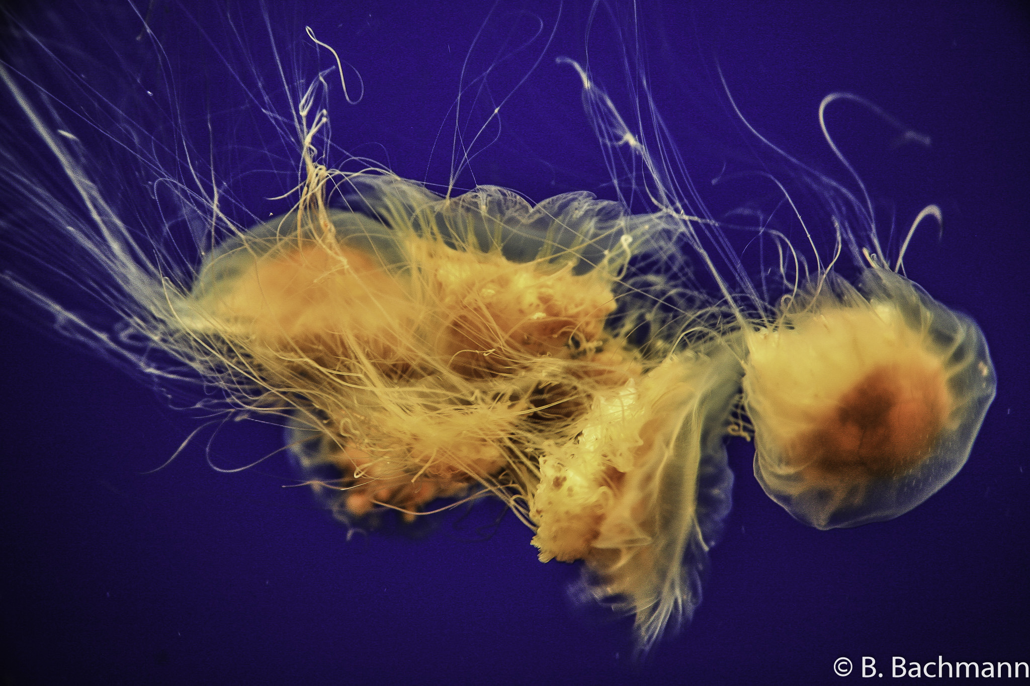 Jellyfish_0062.jpg