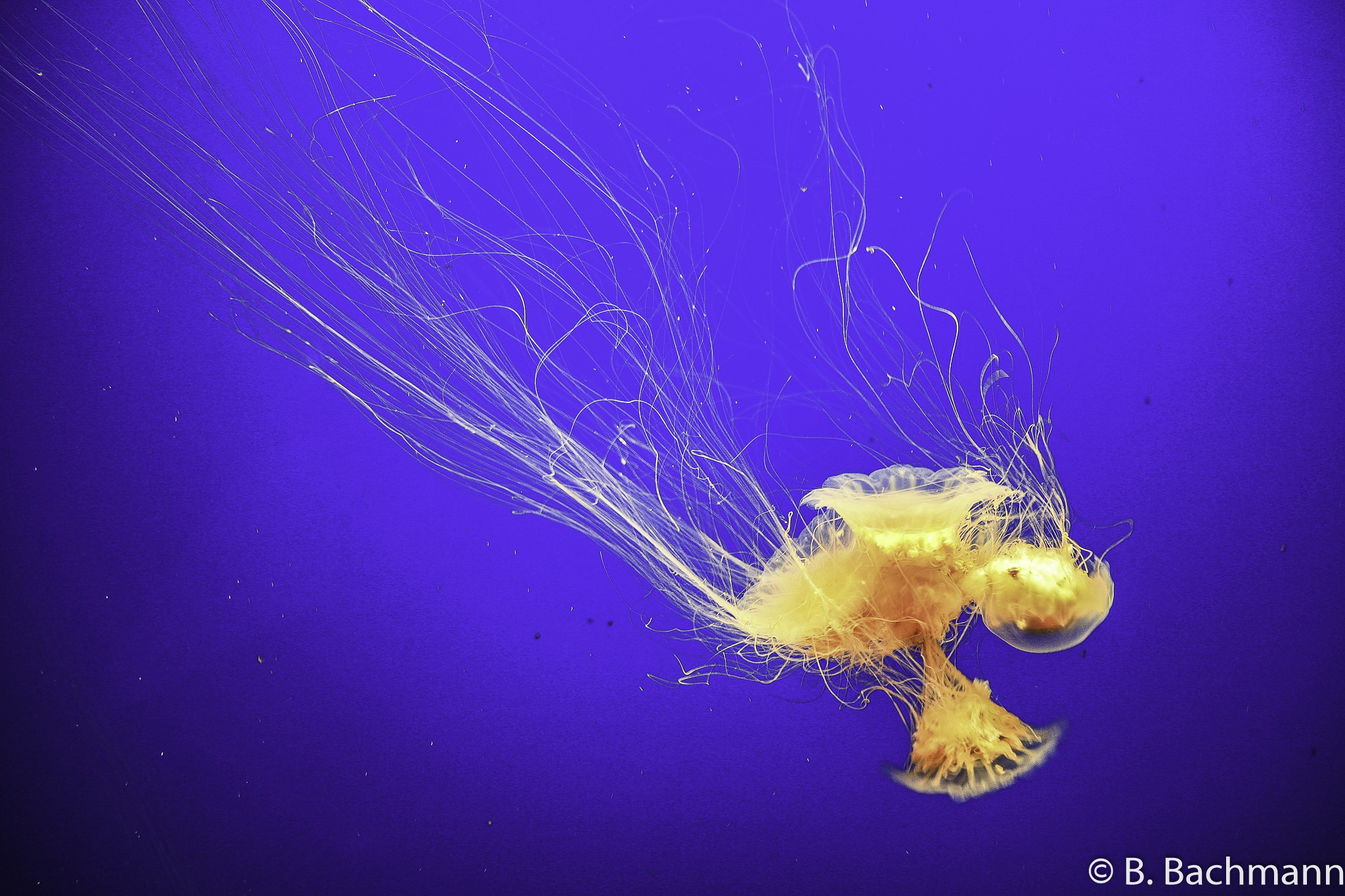 Jellyfish_0063.jpg