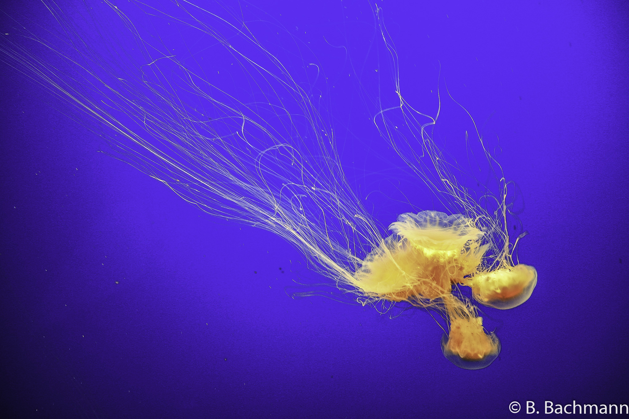 Jellyfish_0064.jpg