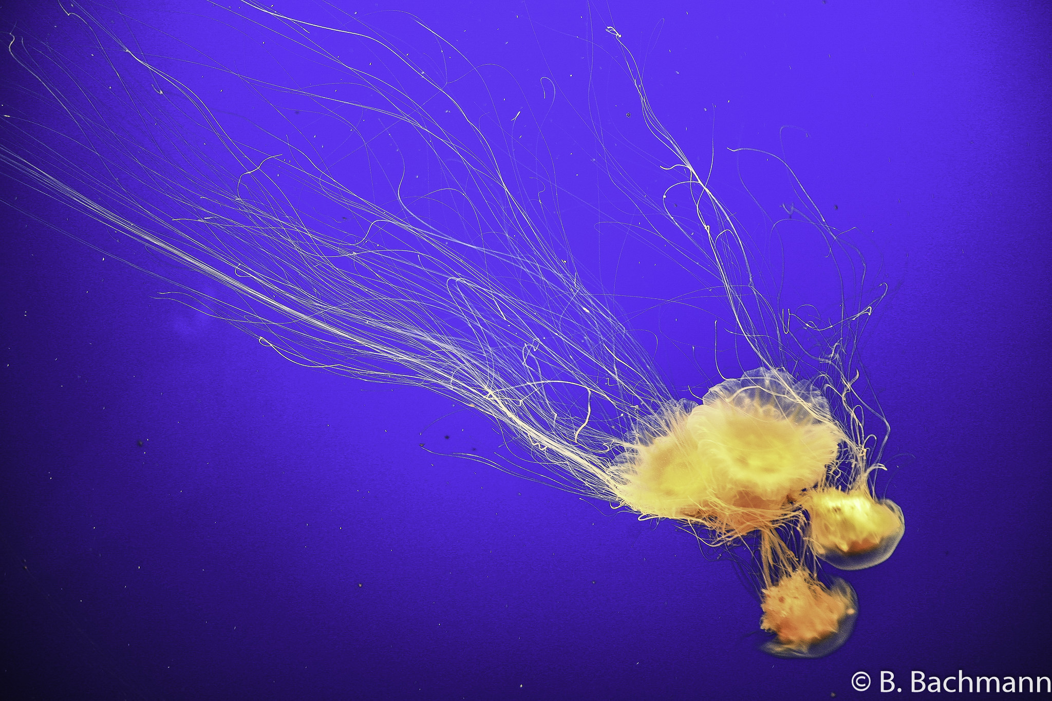 Jellyfish_0065.jpg