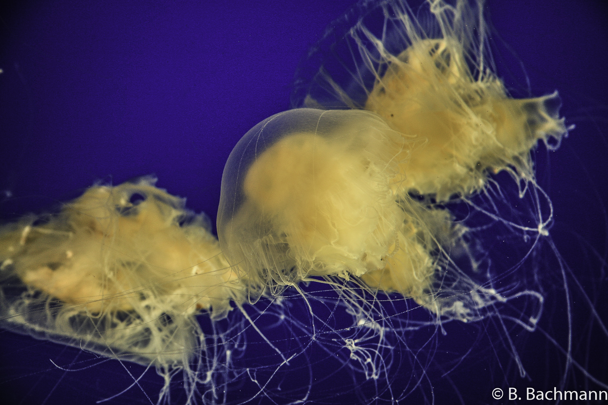 Jellyfish_0066.jpg