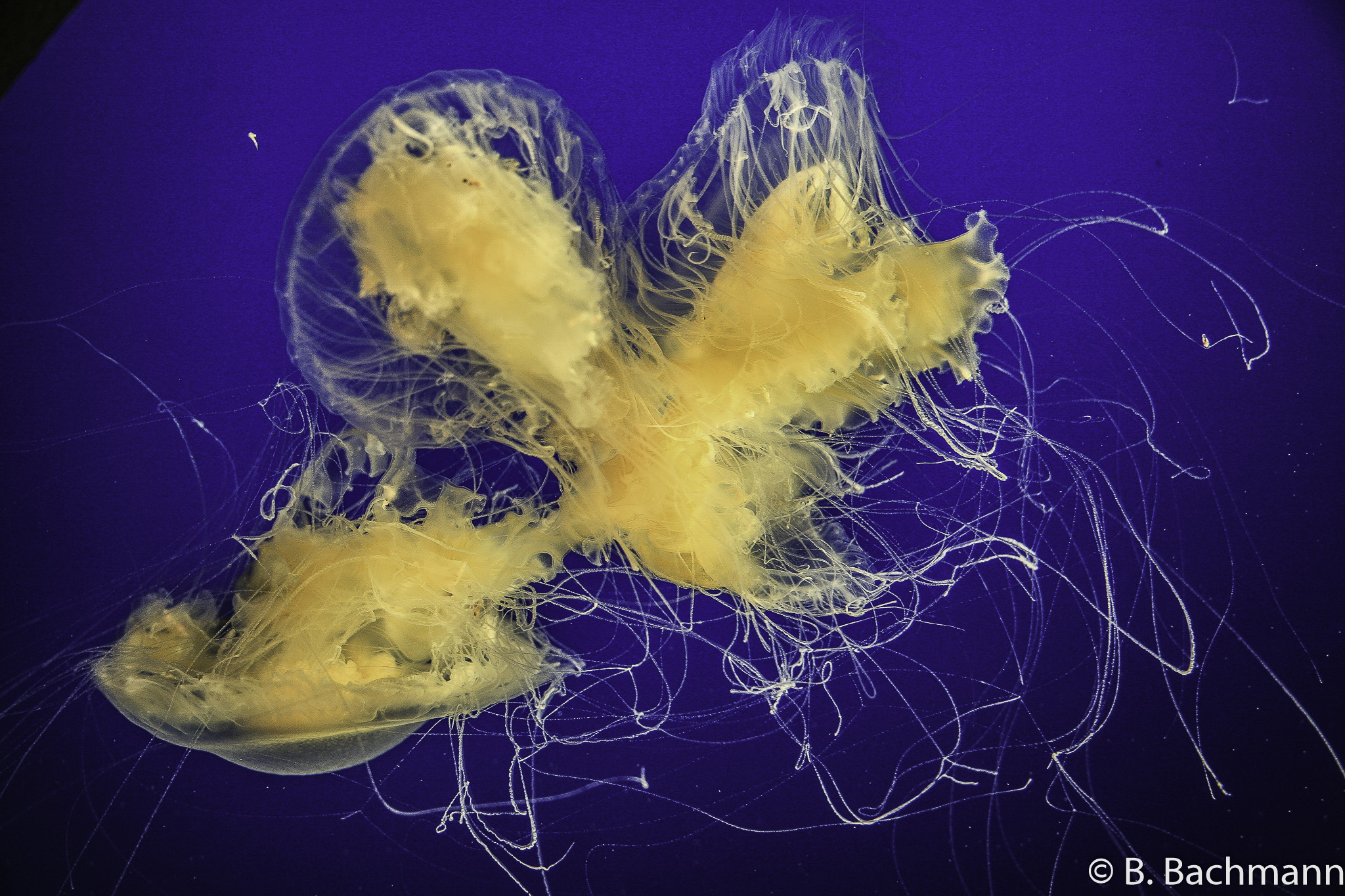 Jellyfish_0067.jpg