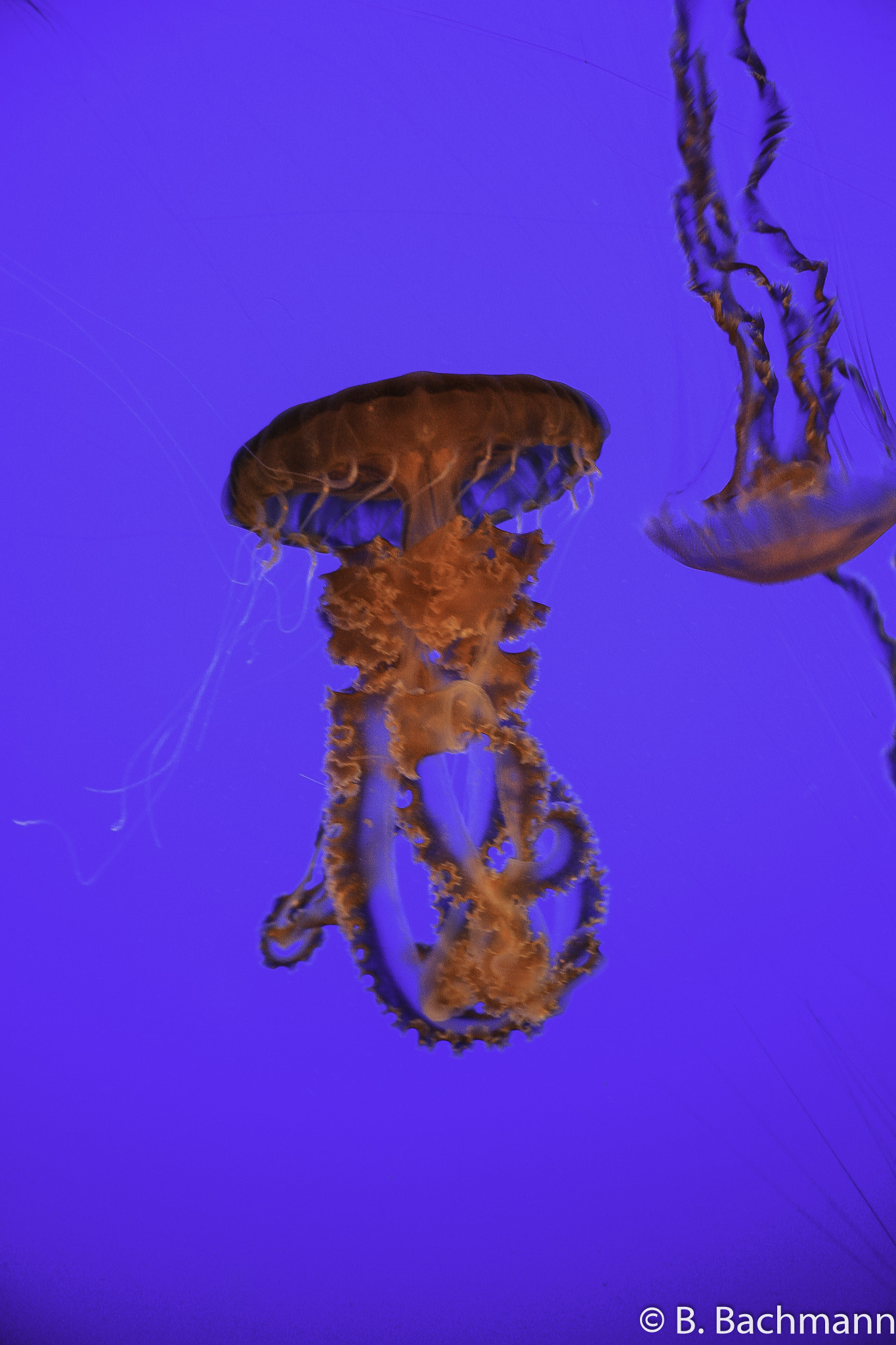 Jellyfish_0069.jpg