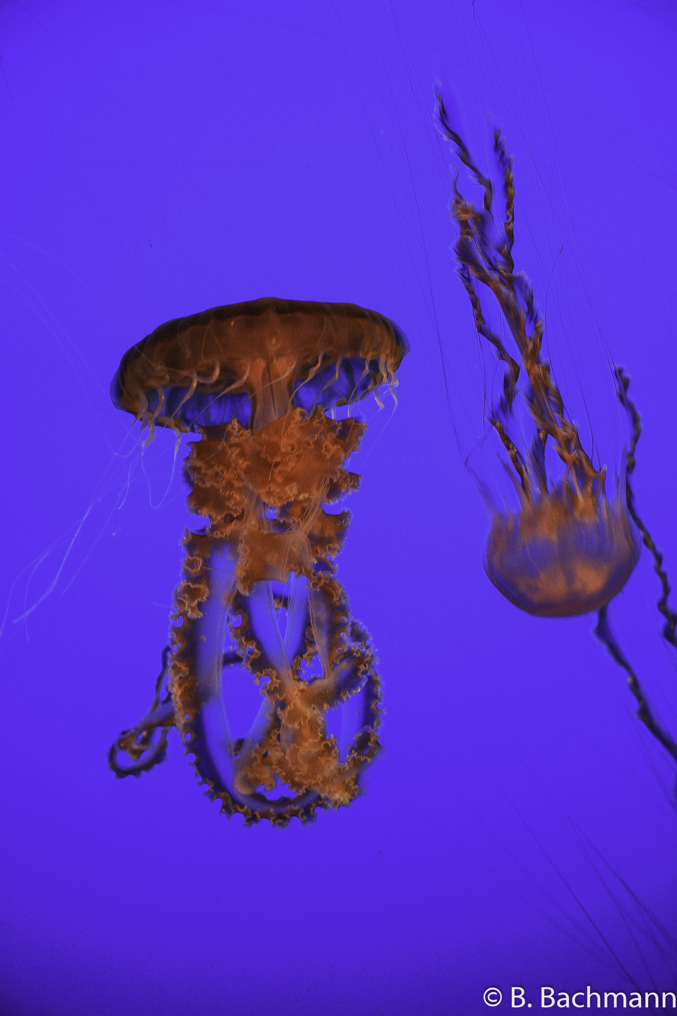 Jellyfish_0070.jpg
