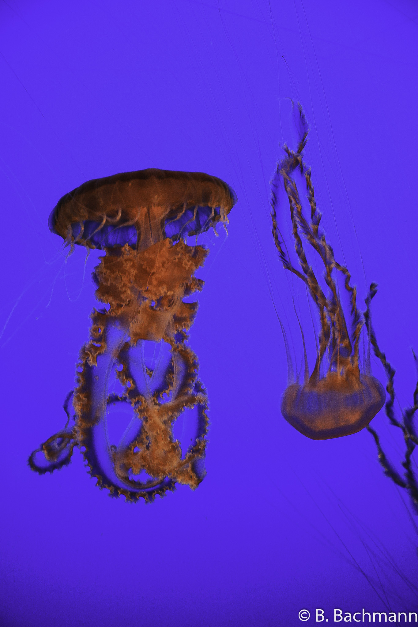 Jellyfish_0071.jpg