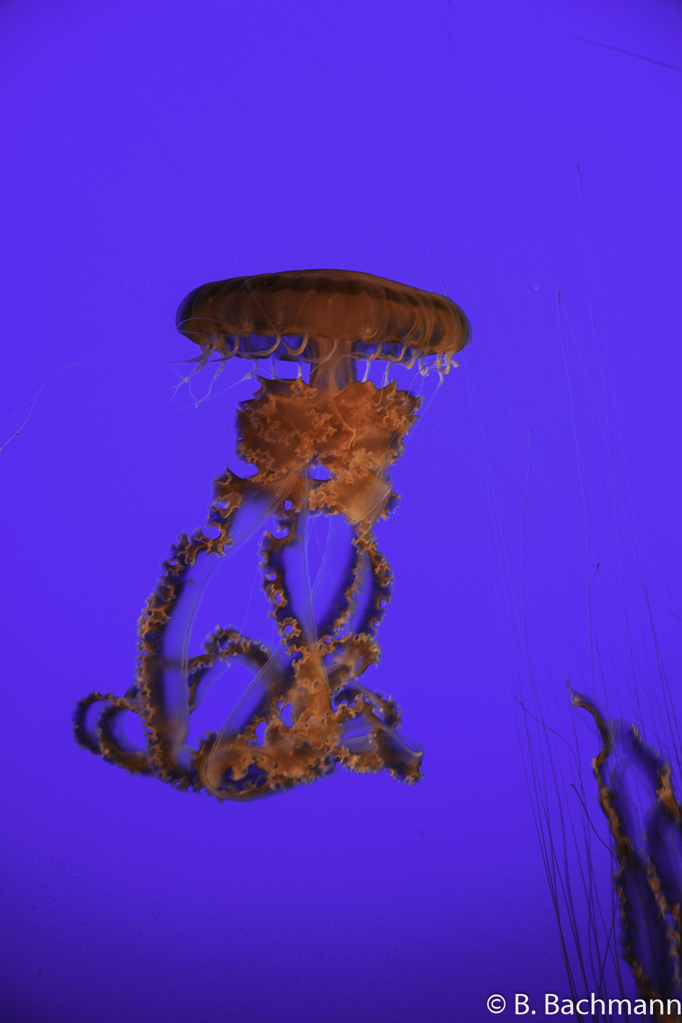 Jellyfish_0072.jpg