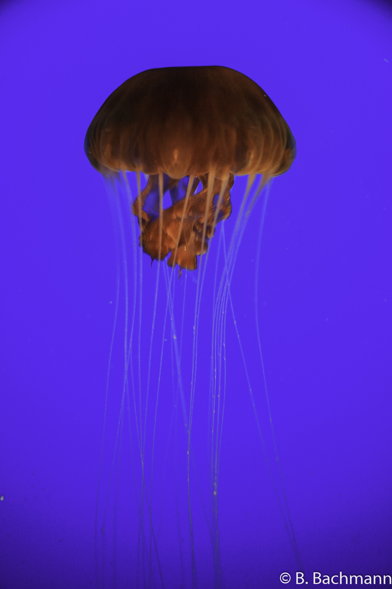 Jellyfish_0073.jpg