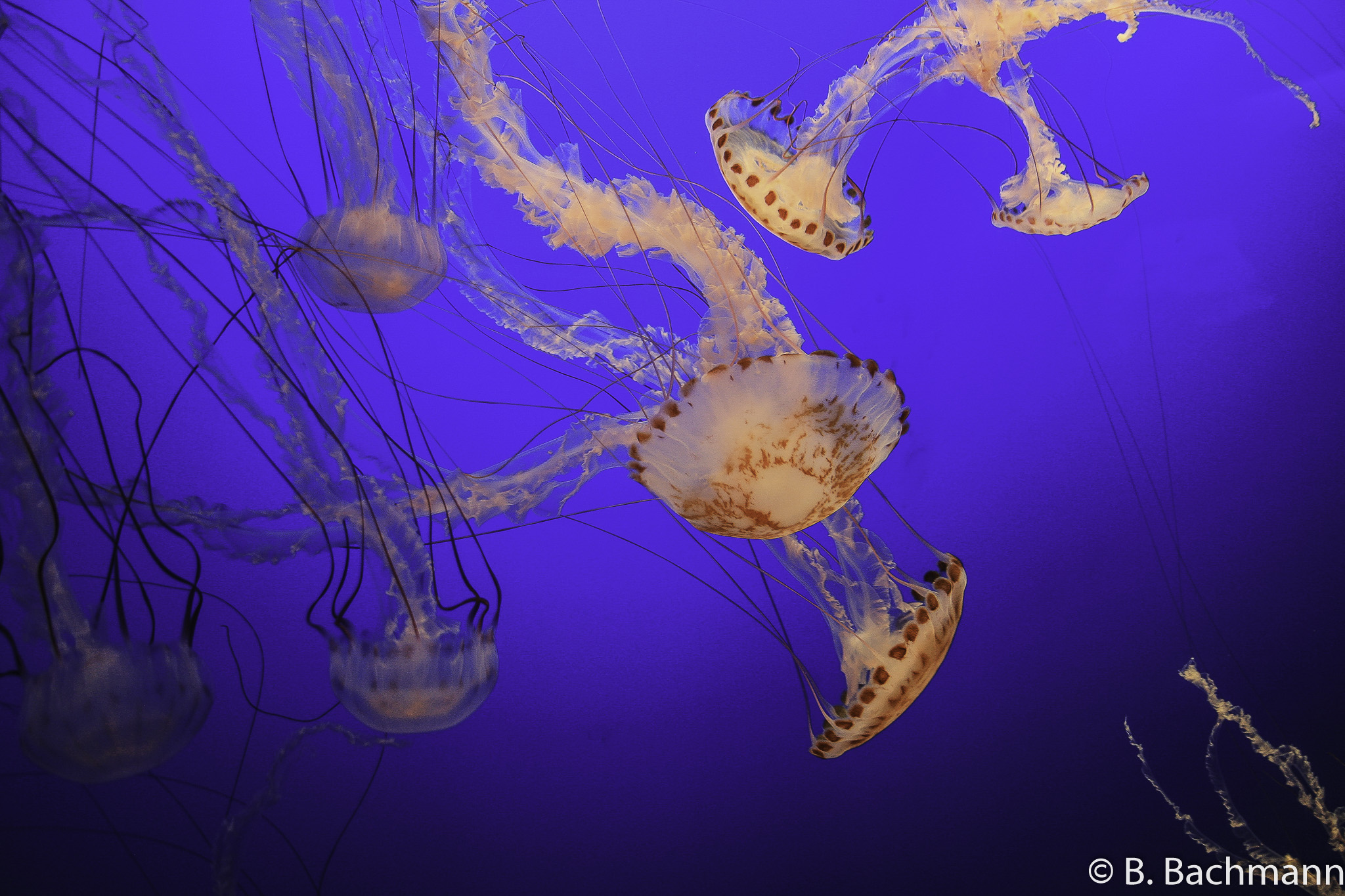 Jellyfish_0074.jpg