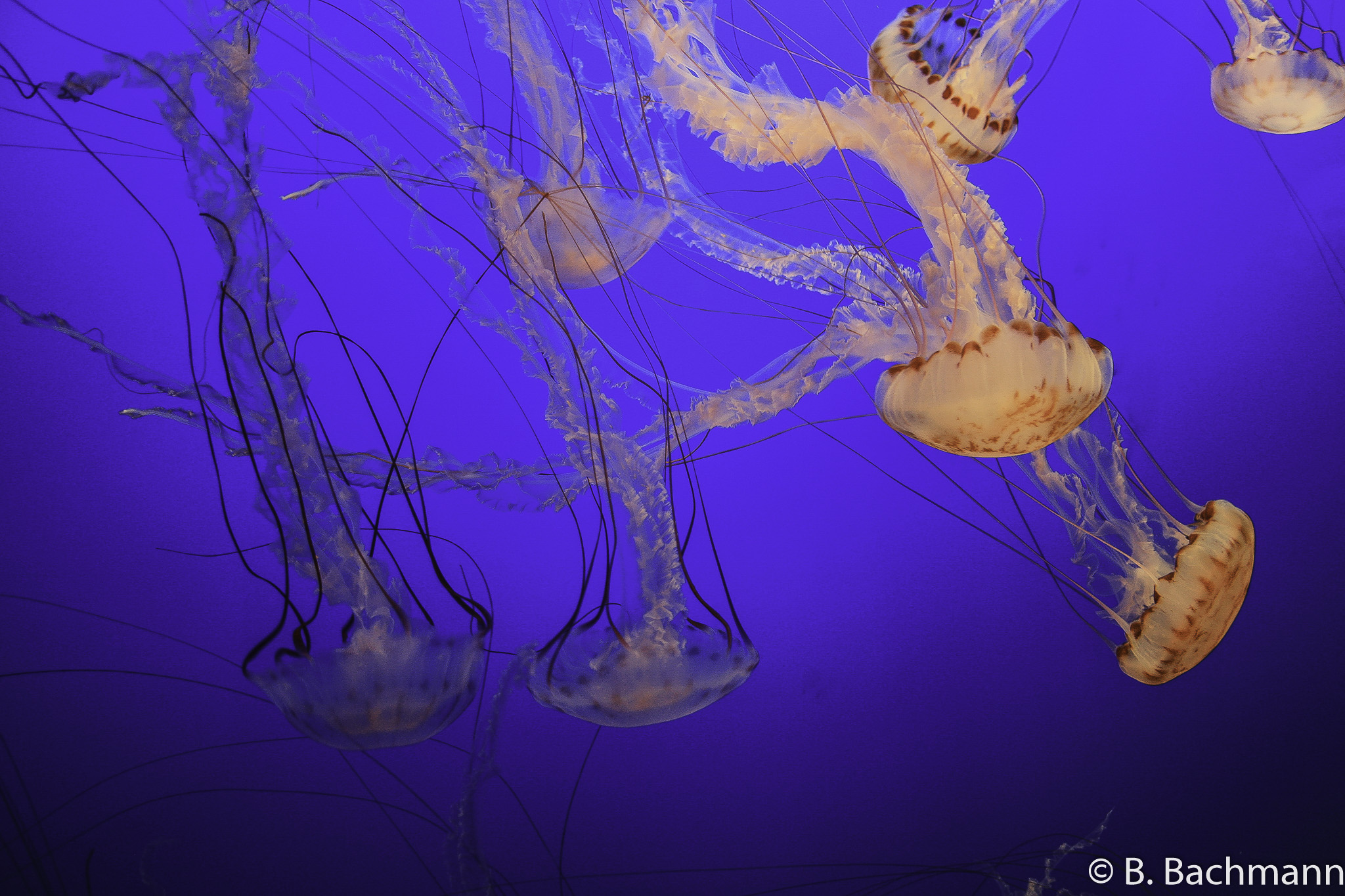 Jellyfish_0075.jpg