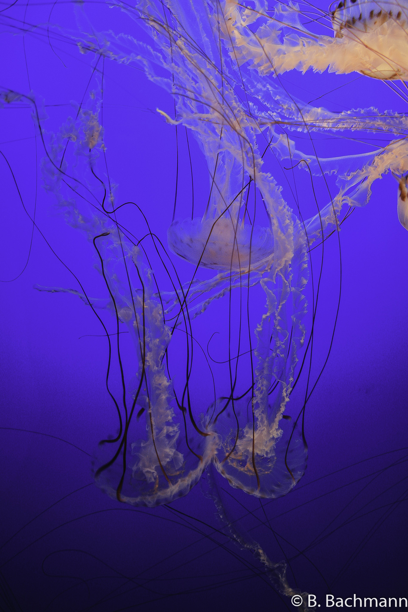 Jellyfish_0076.jpg