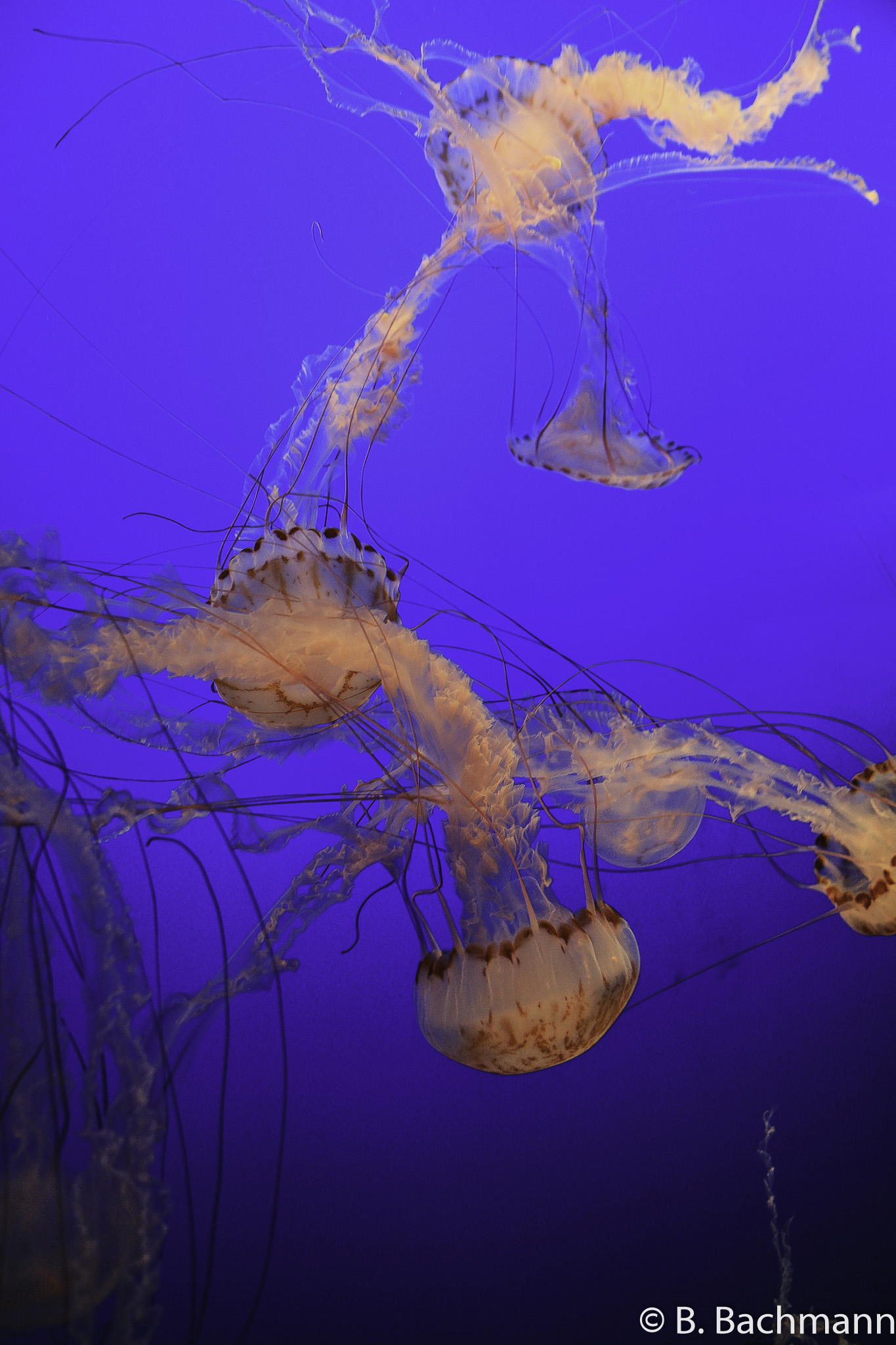 Jellyfish_0077.jpg