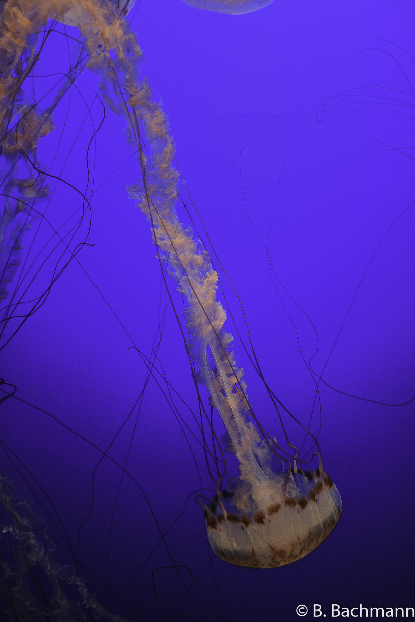 Jellyfish_0078.jpg
