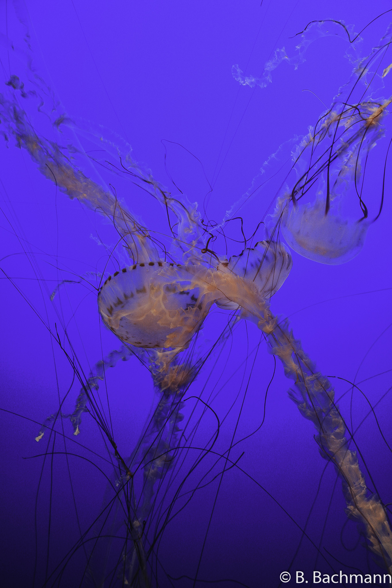 Jellyfish_0079.jpg